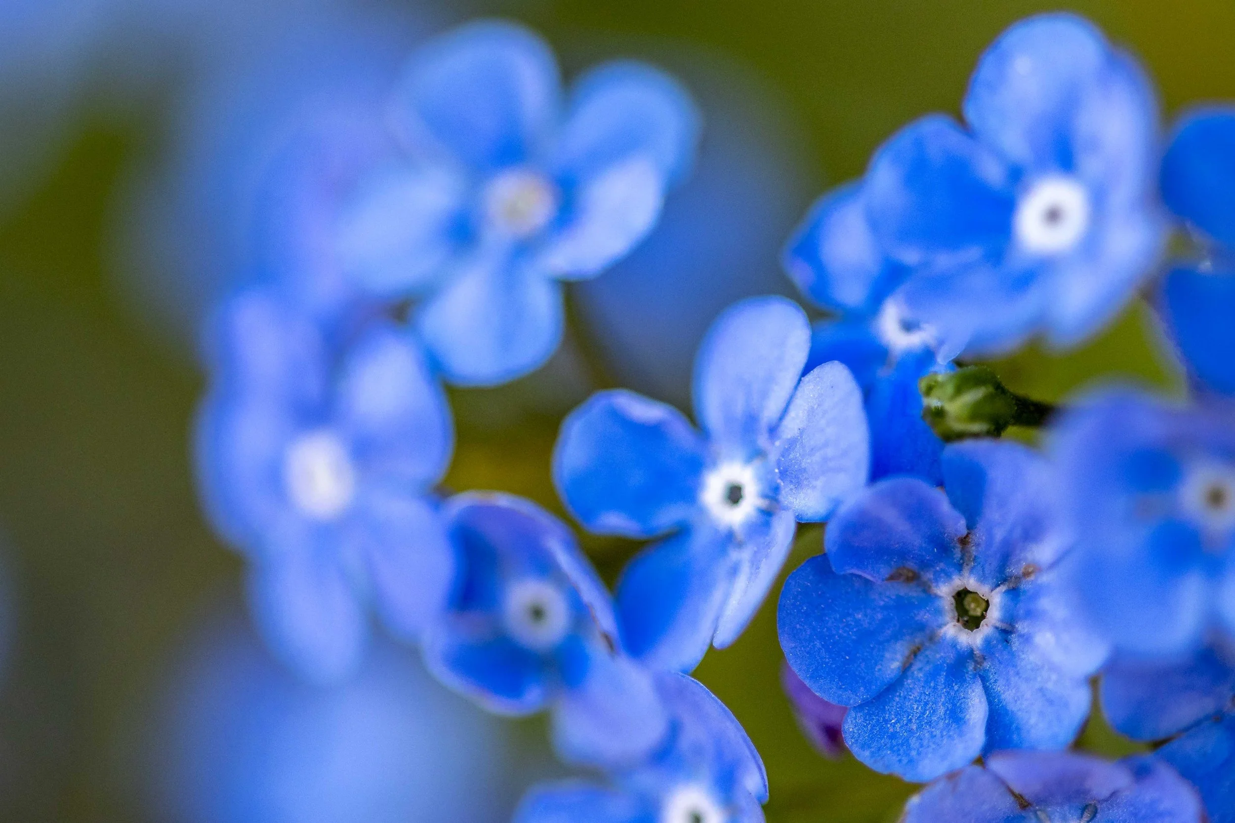 Bauwe bloemetjes-1191.jpg