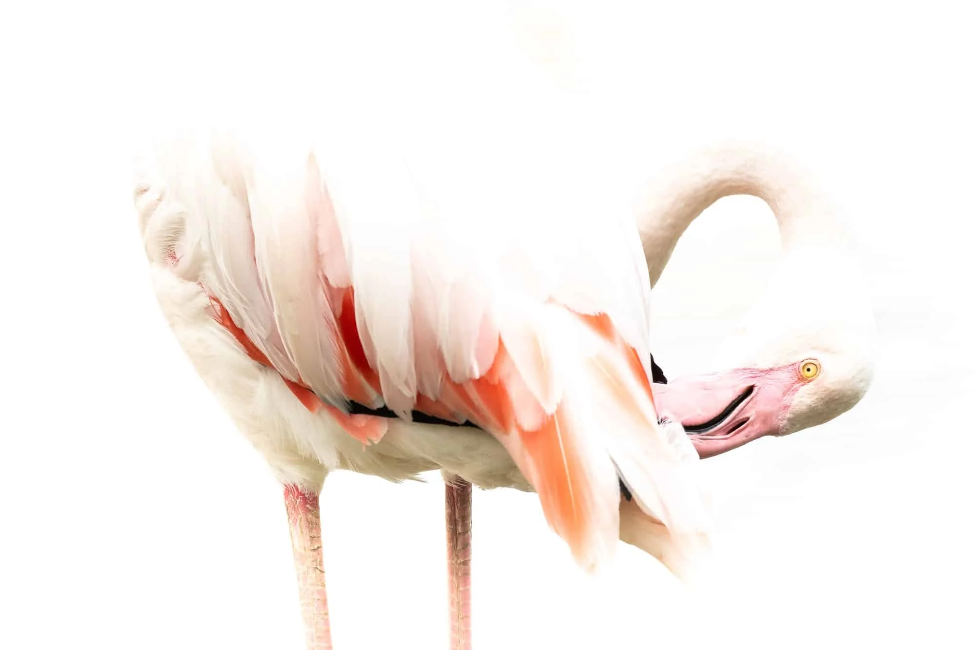 Spirituele betekenis flamingo gefotografeerd door Caroline Wirtz