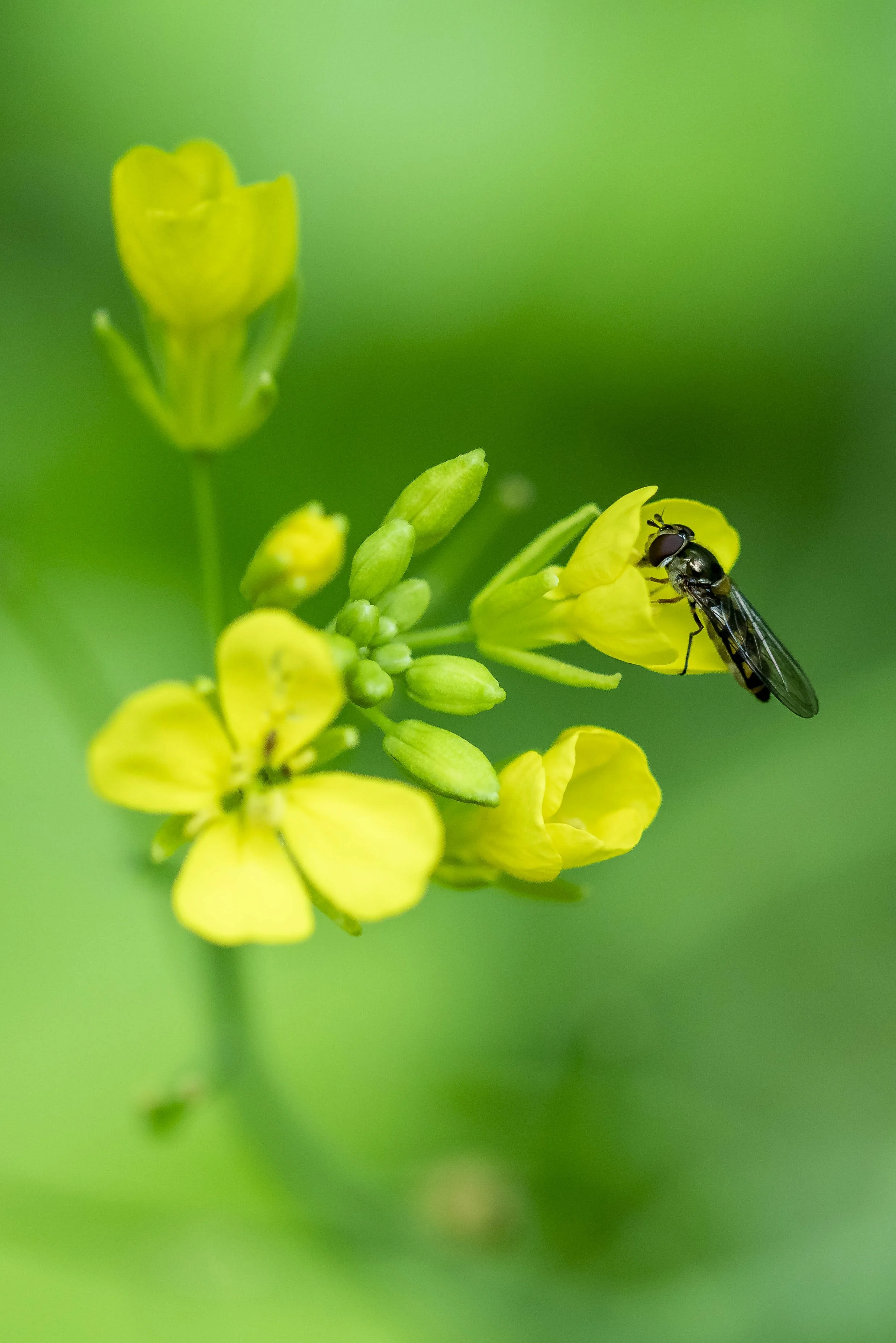 Gele bloemen in de tuin met een zweefvlieg