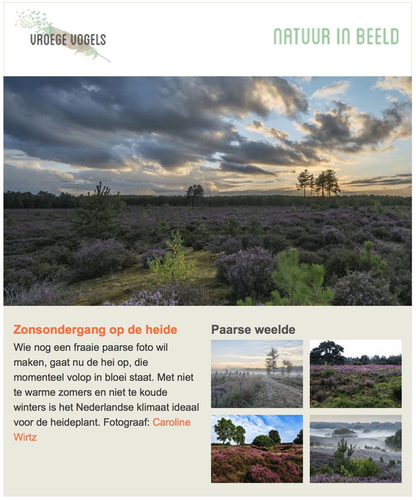Foto van een heidelandschap bij zonsondergang met paarse bloemen. Tekst over de bloeiende heide en fotografie door Caroline Wirtz. Beelden van heidevelden en natuur onder 'Paarse weelde'.