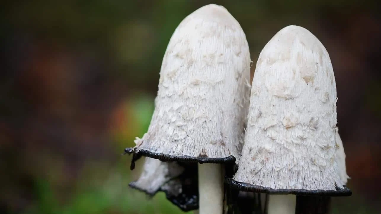 Paddenstoelen op de Meinweg gefotografeerd tijdens een boswandeling door Caroline Wirtz