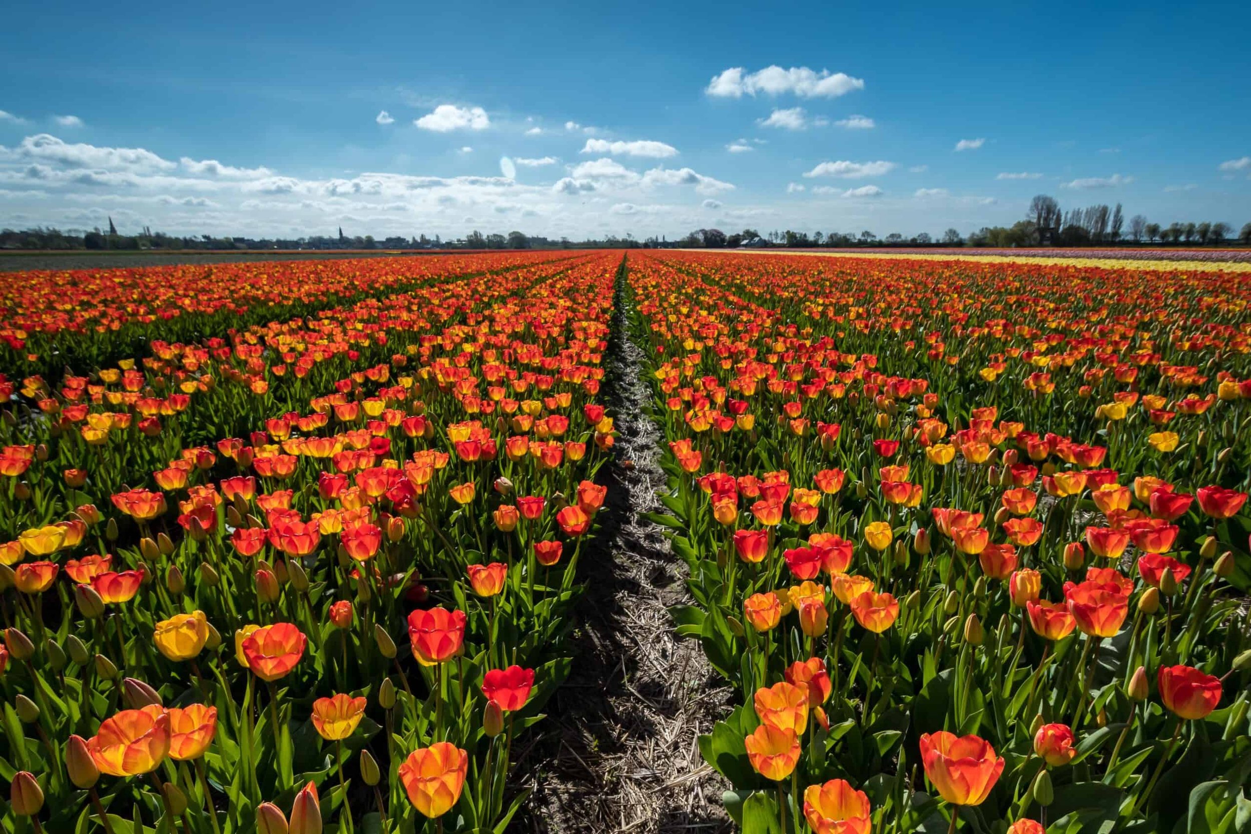 Tulpenveld--scaled.jpg