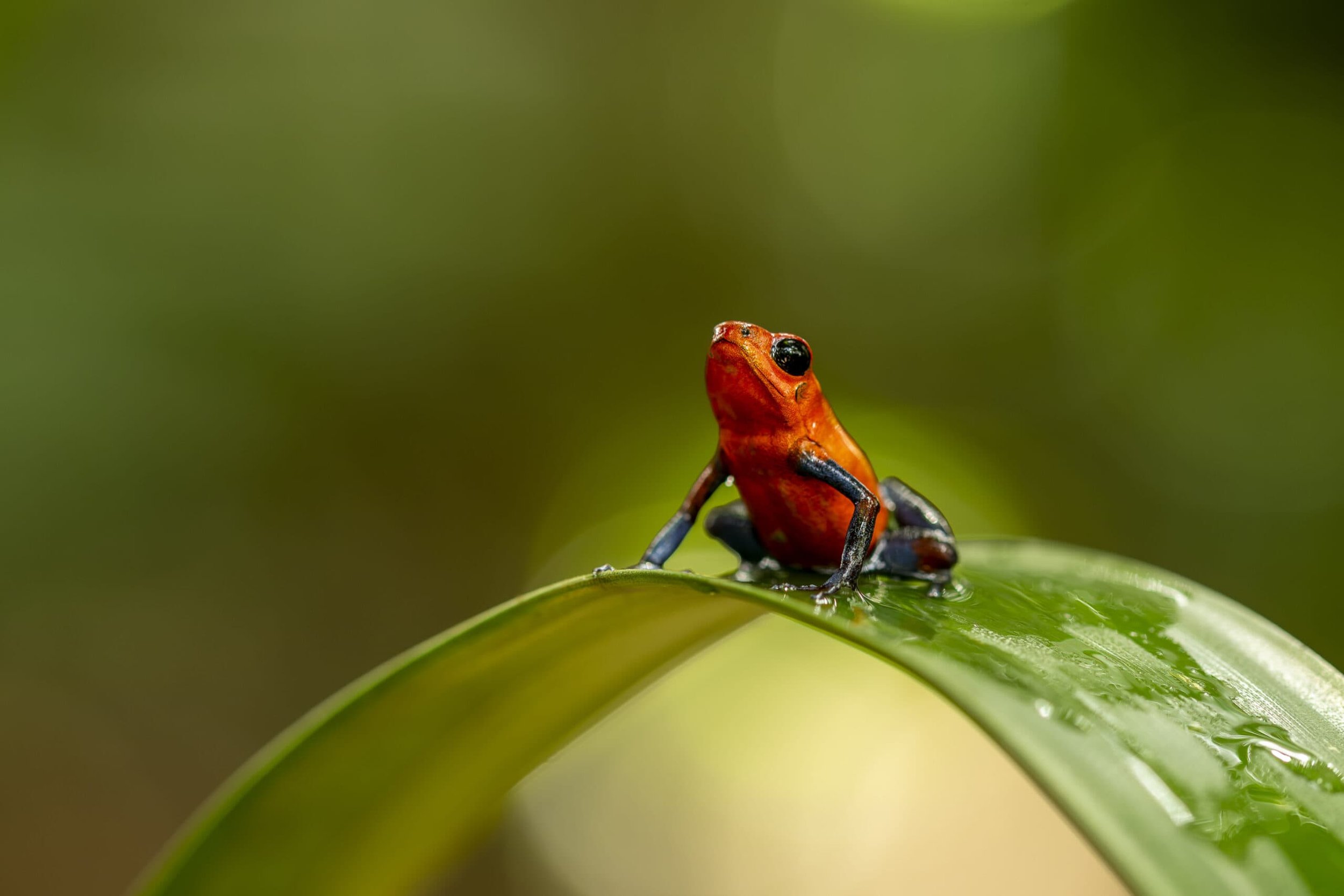 Aardbeikikker in Puerto Rico gefotografeerd door Caroline Wirtz
