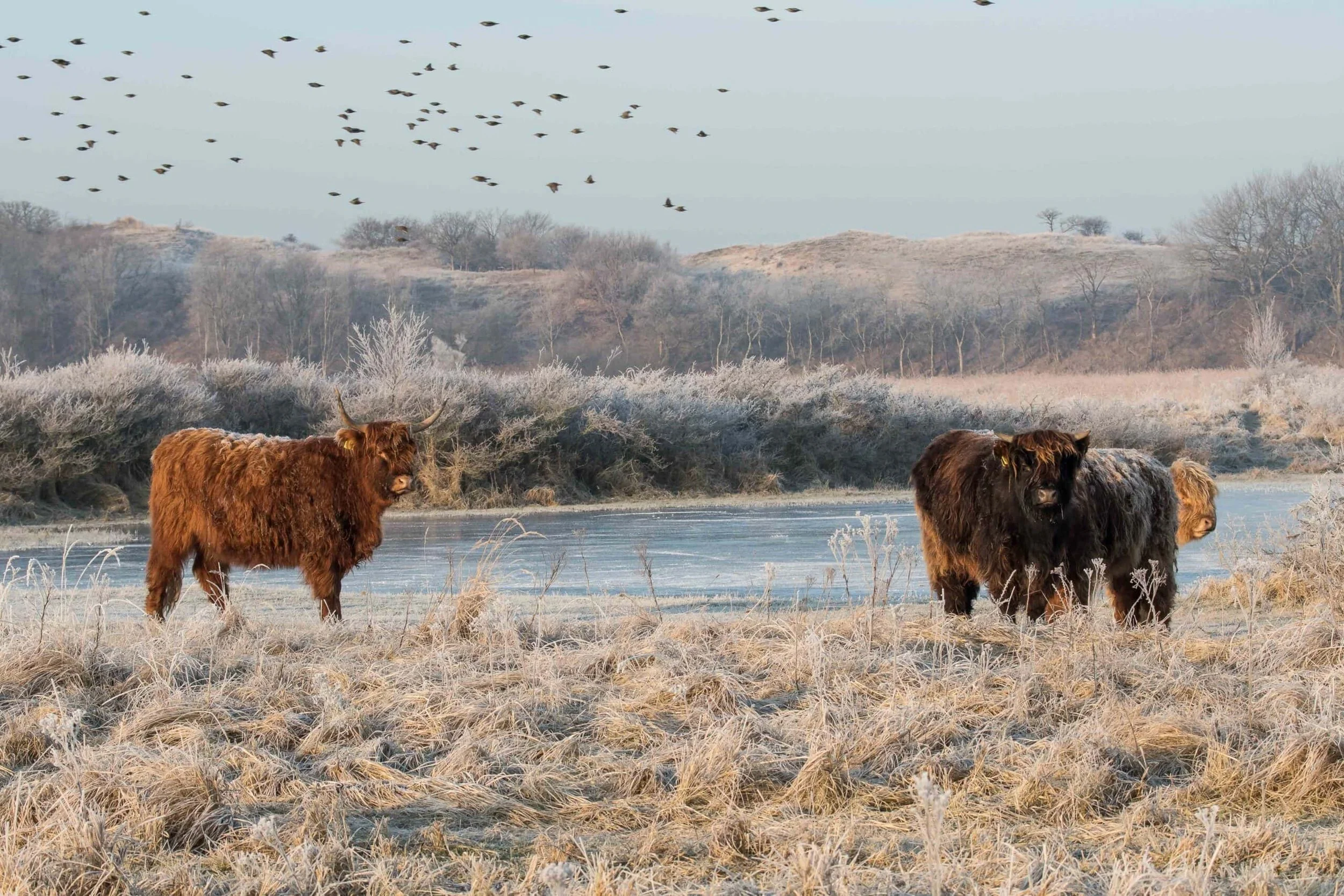 Zeven koeien staan op een grasland met ijs en struiken, terwijl in de lucht vogels vliegen en op de achtergrond heuvels en bomen zichtbaar zijn.