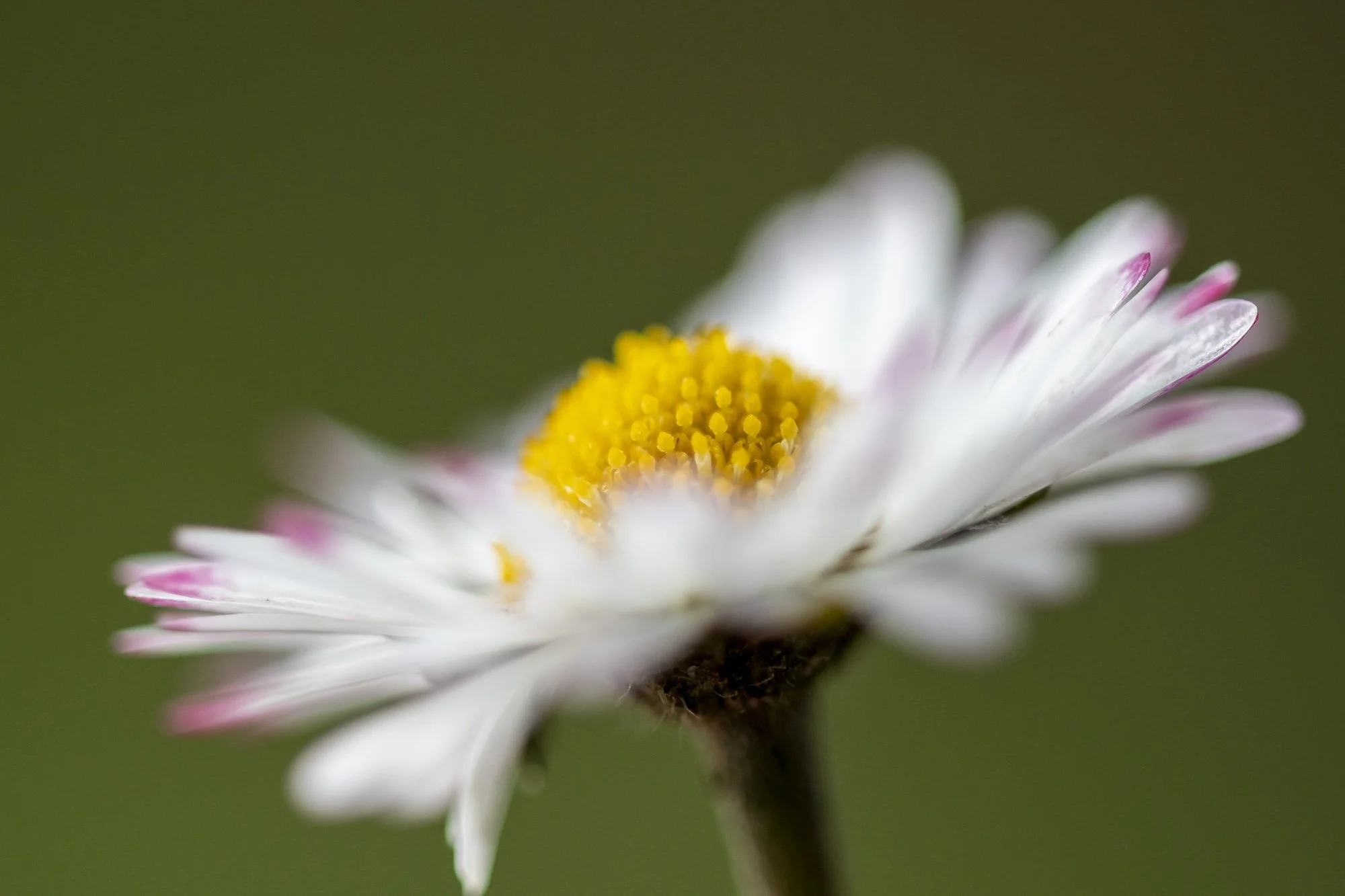 Madeliefje in de lente gefotografeerd door Caroline Wirtz