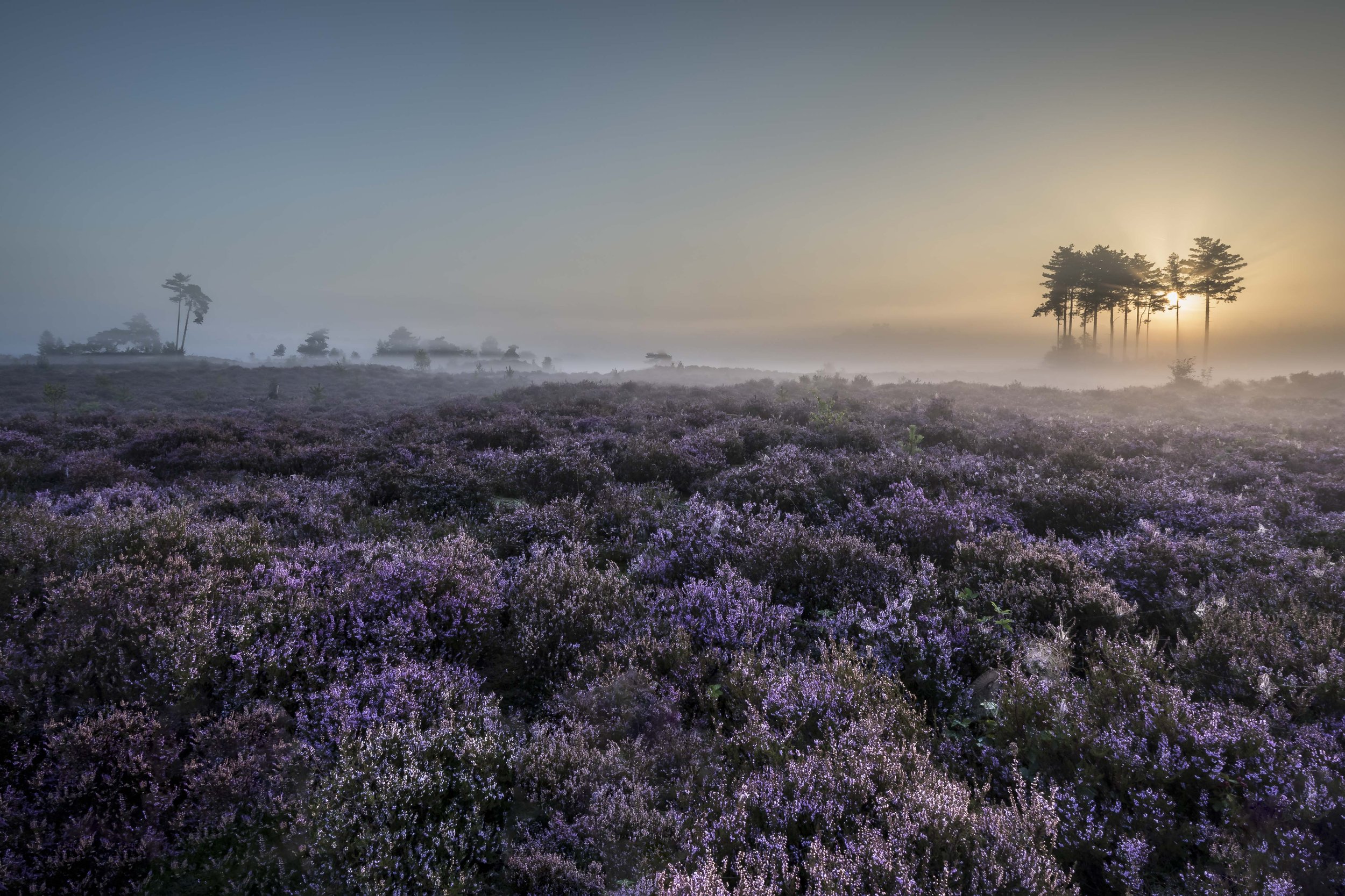 Mistige heide in bloei bij zonsopgang met bomen in de verte.