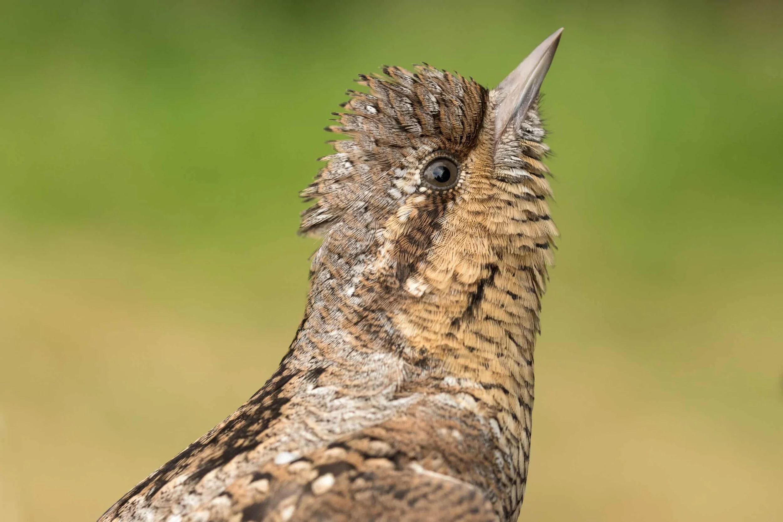 Draaihals close-up foto Caroline Wirtz