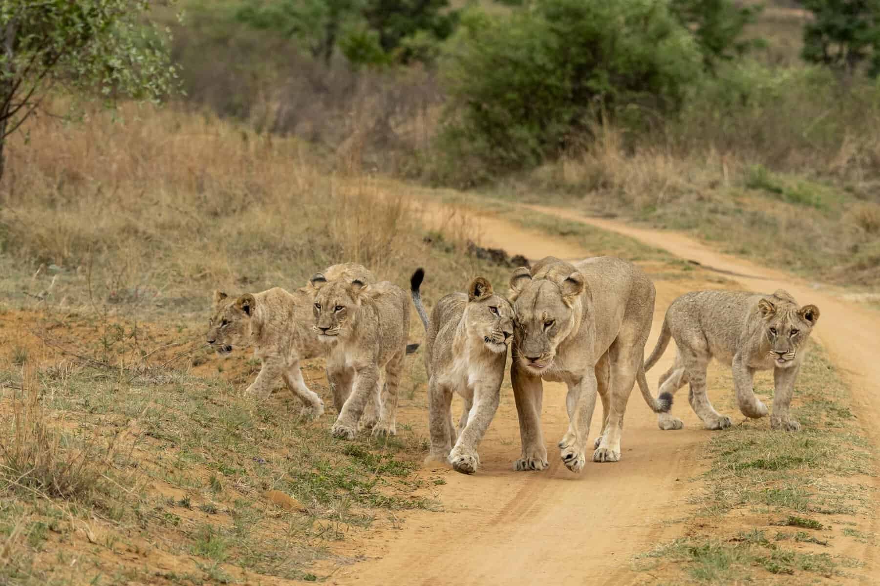 Affectie in het dierenrijk