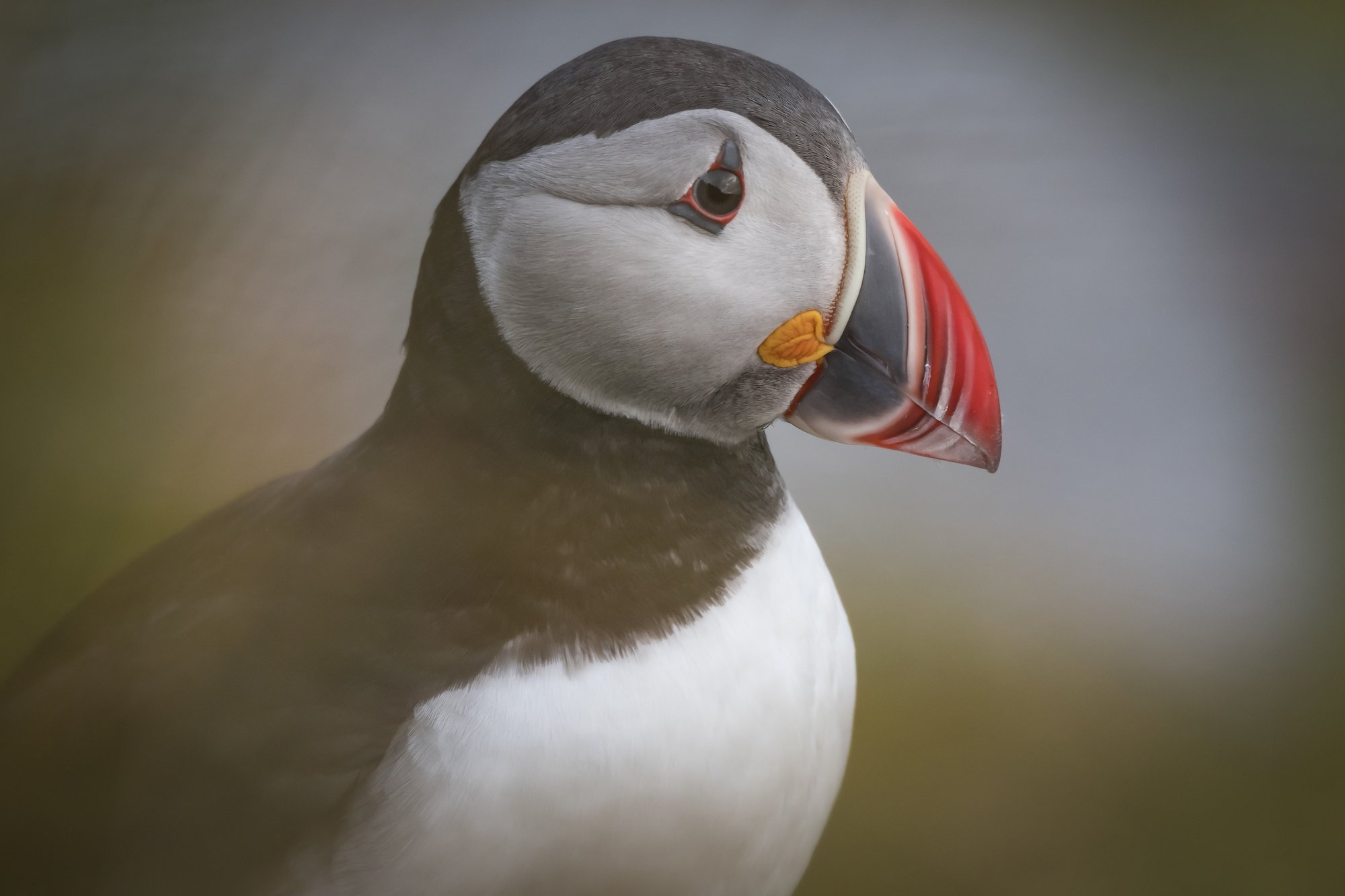 Een close-up van een papegaaienduiker met een gekleurde snavel en witte borst.