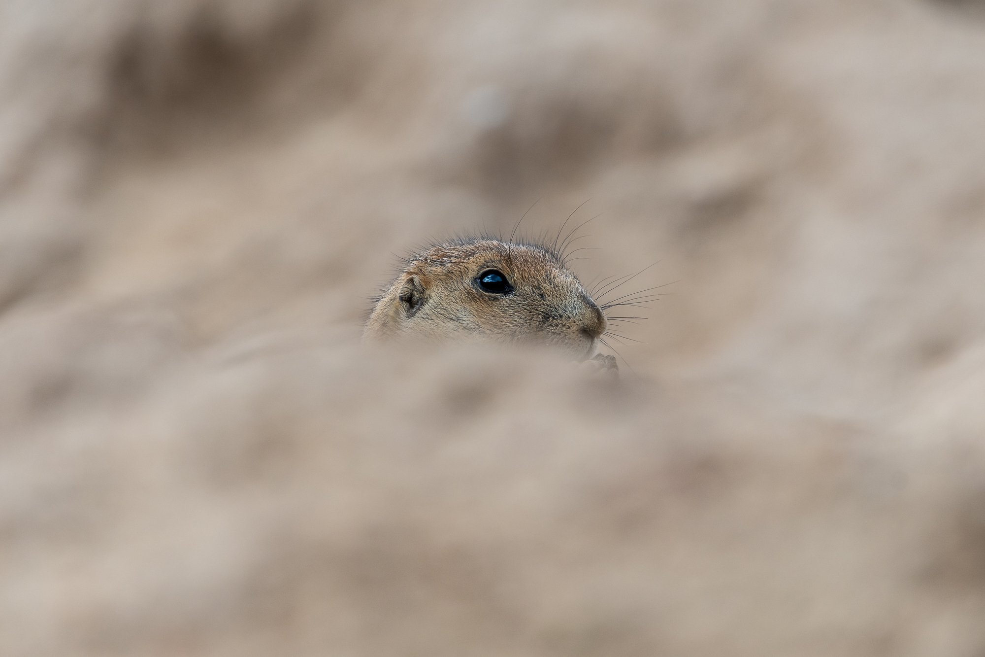 Prairiehondje-2815.jpg