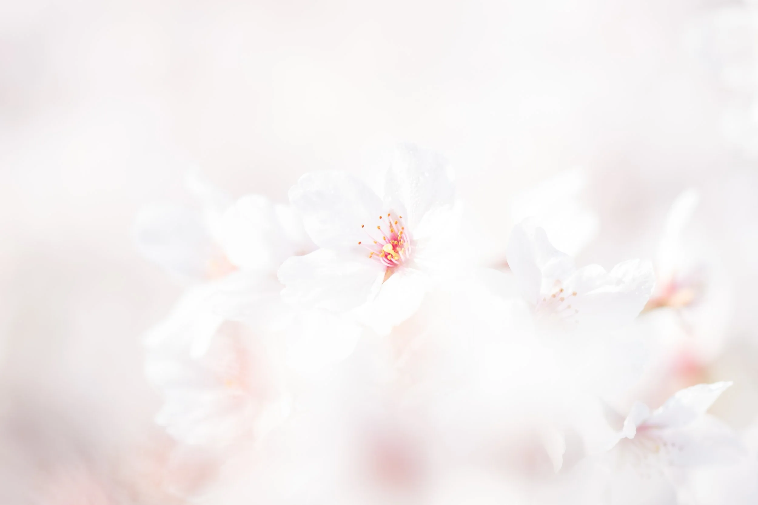 Japanse kersenbloesem gefotografeerd in het Amsterdamse bos door Caroline Wirtz