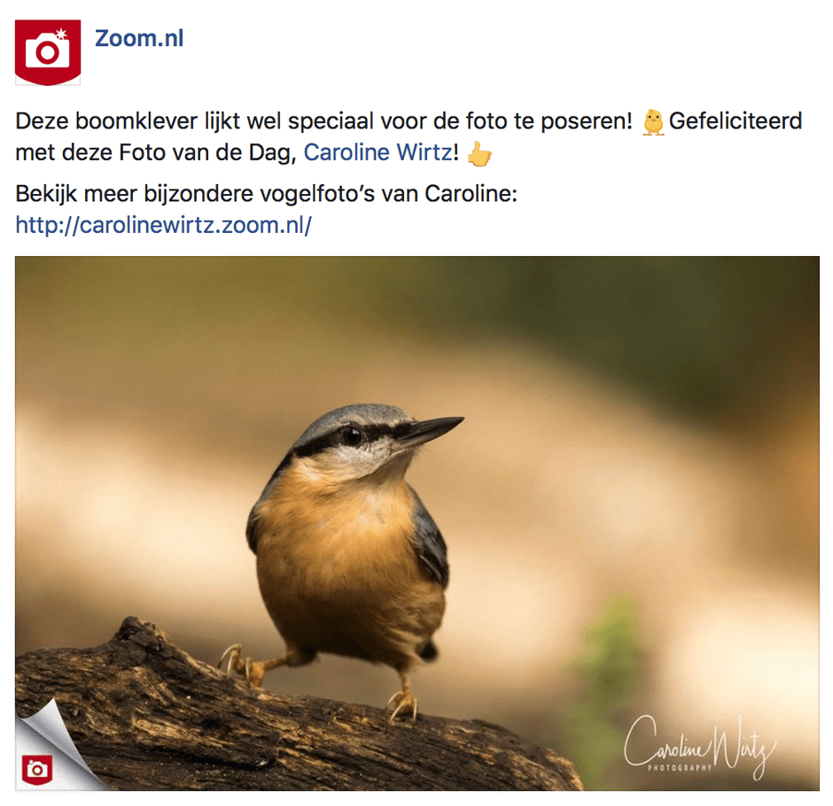 Een boomklever zit op een stuk hout met een wazige, natuurlijke achtergrond.