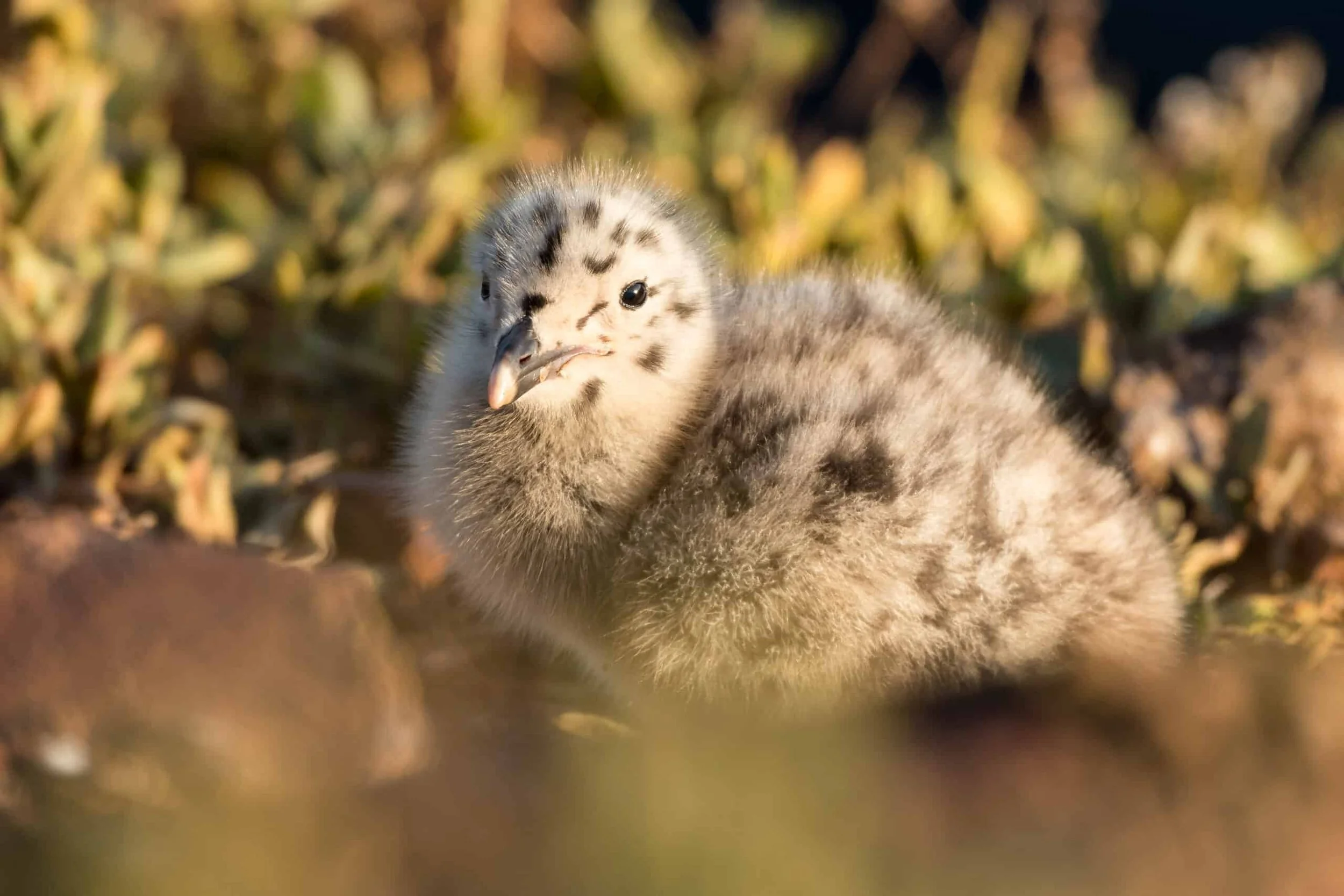 Afbeelding van een jonge meeuw gefotografeerd op Helgoland door Caroline Wirtz