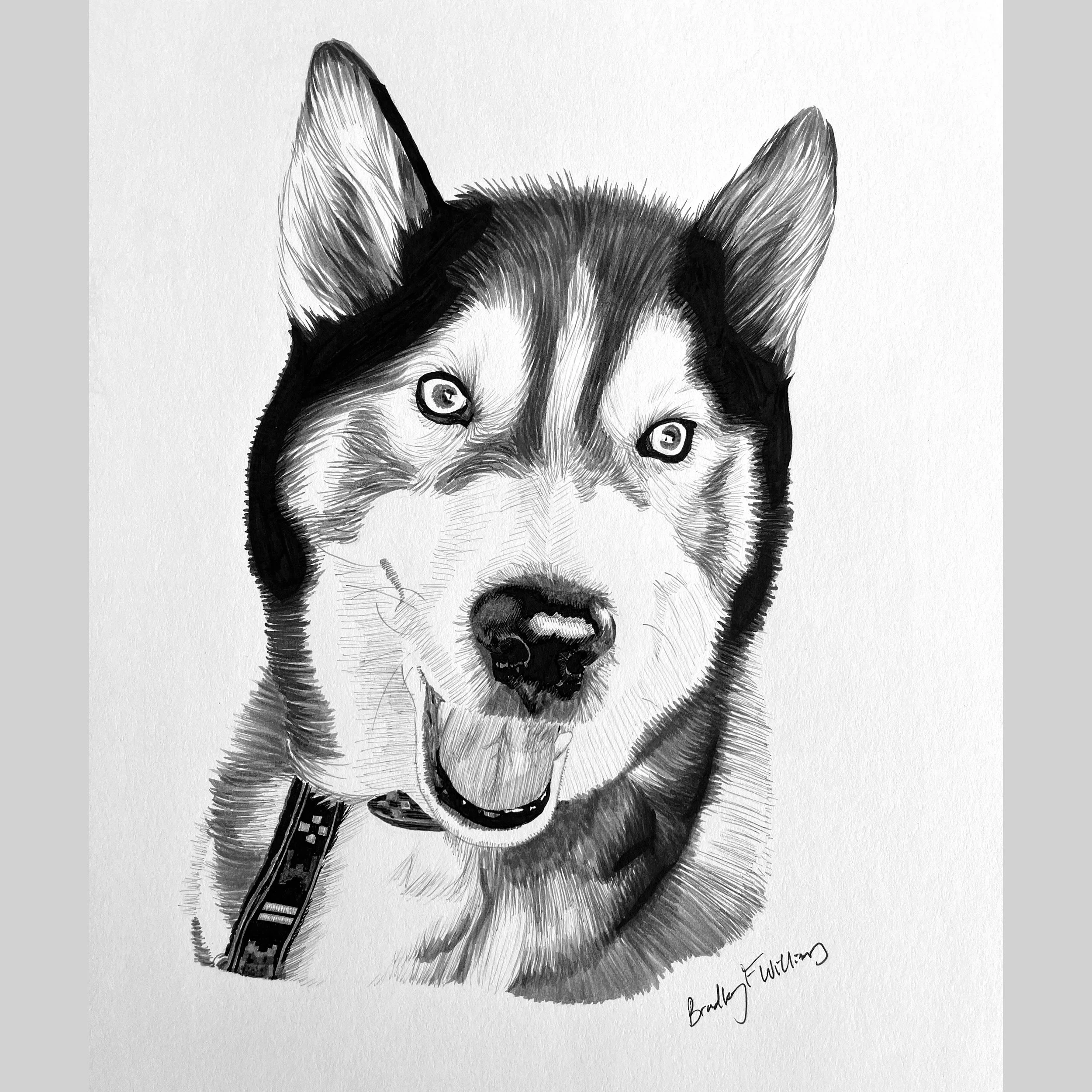 caitlins husky square.jpg