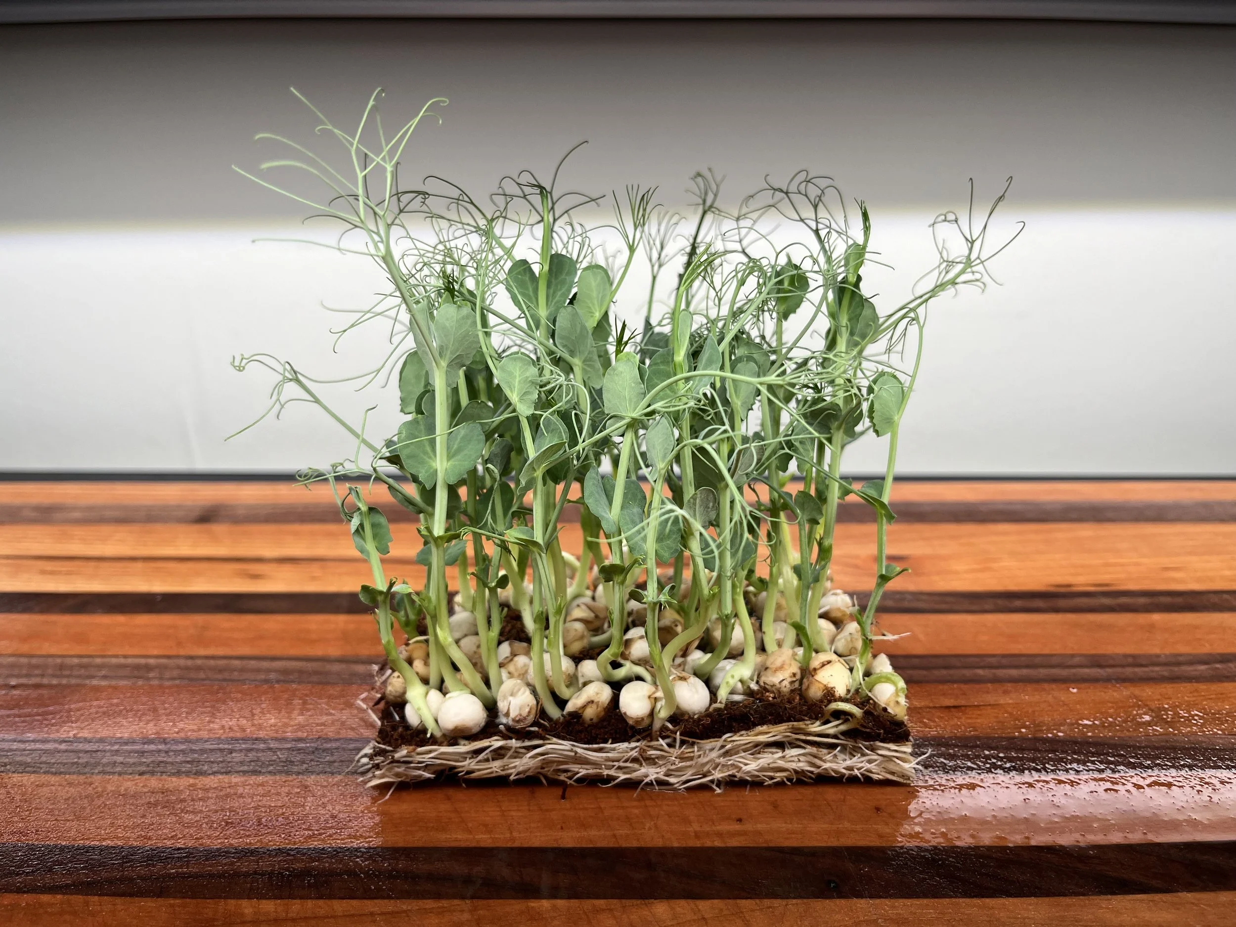 Pea shoots growing on a wooden surface