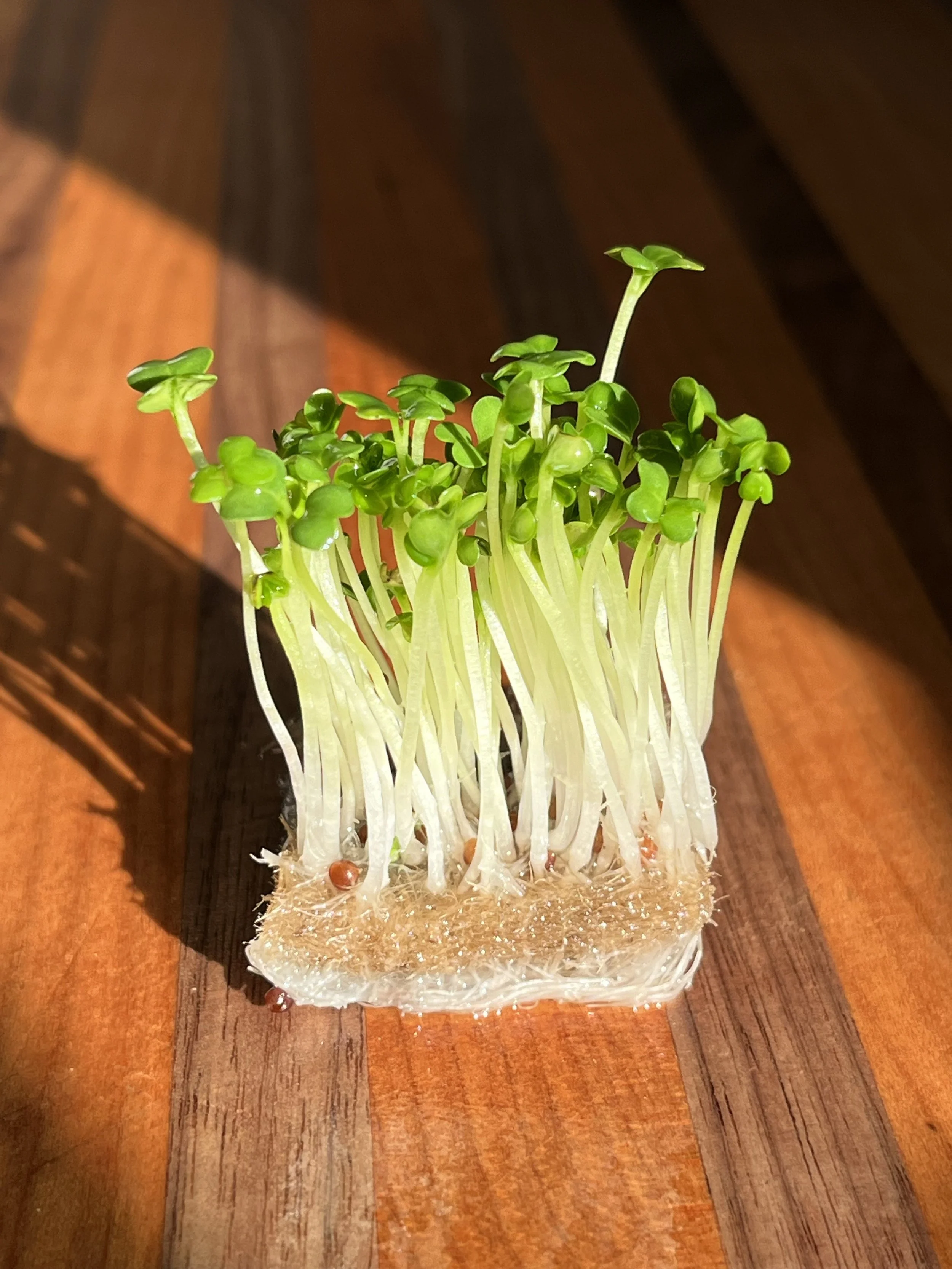 Close-up of fresh green microgreens sprouting on a wooden surface.