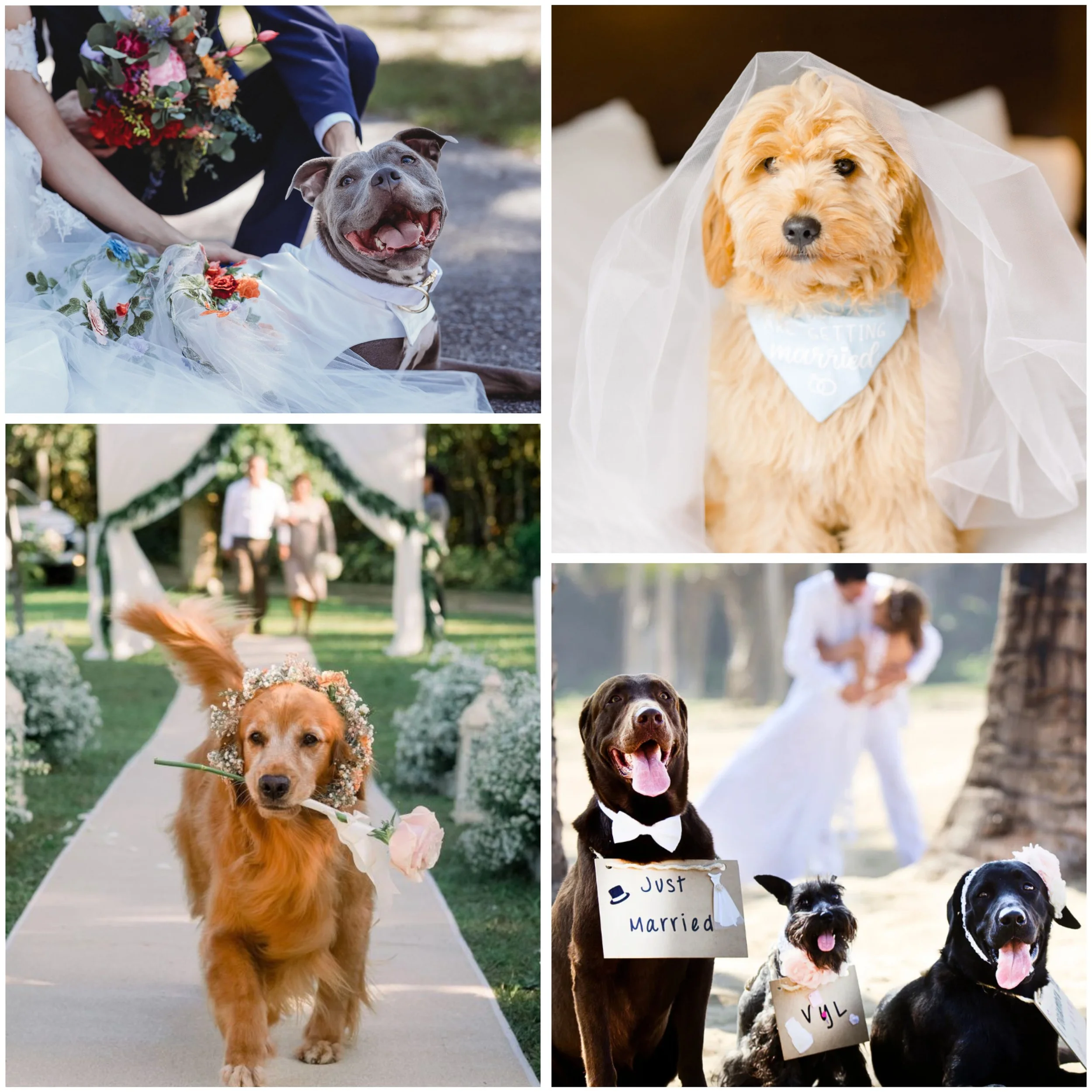 dogs at weddings, dog concierge
