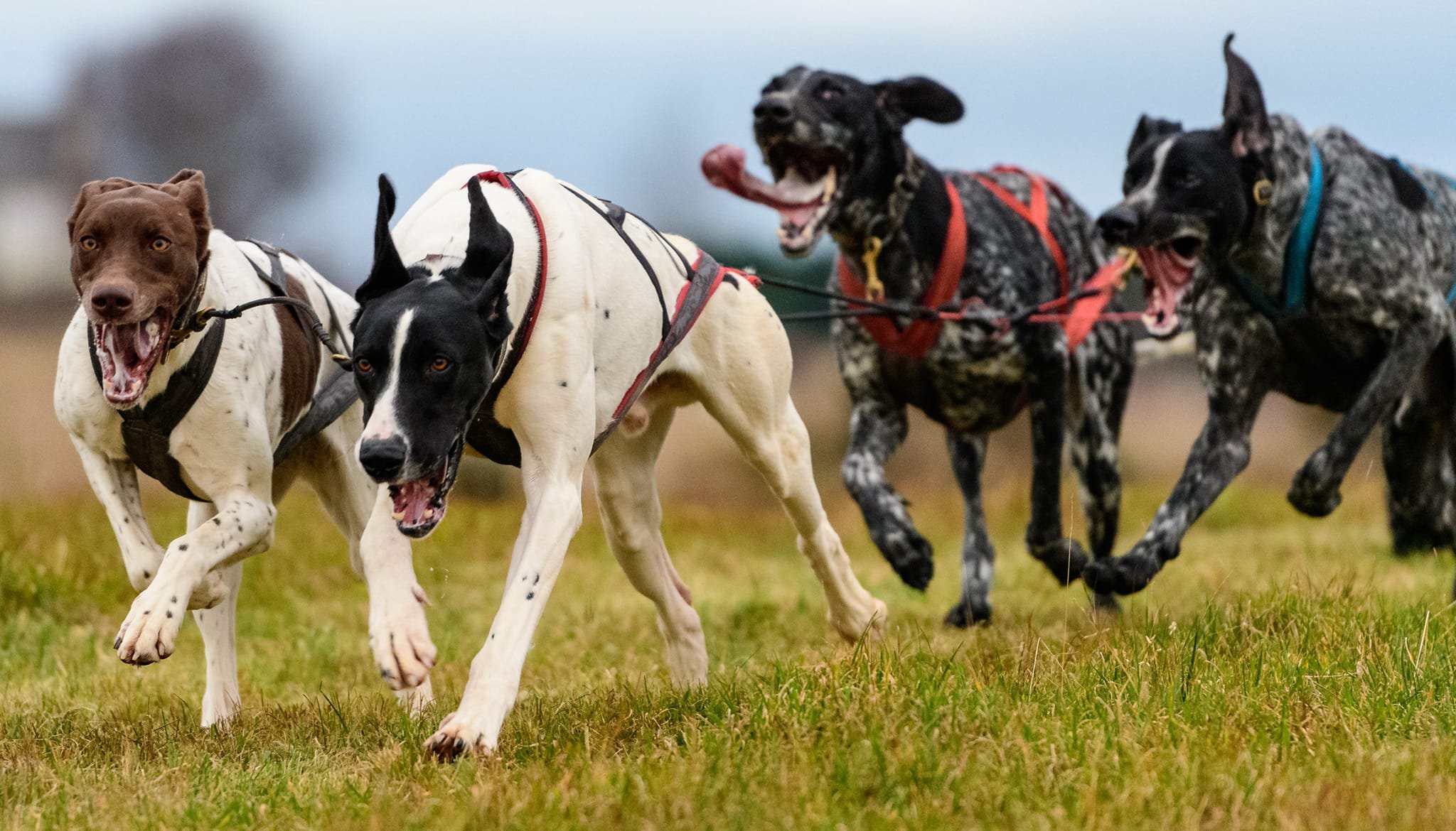 Ashleigh Dogs.jpg