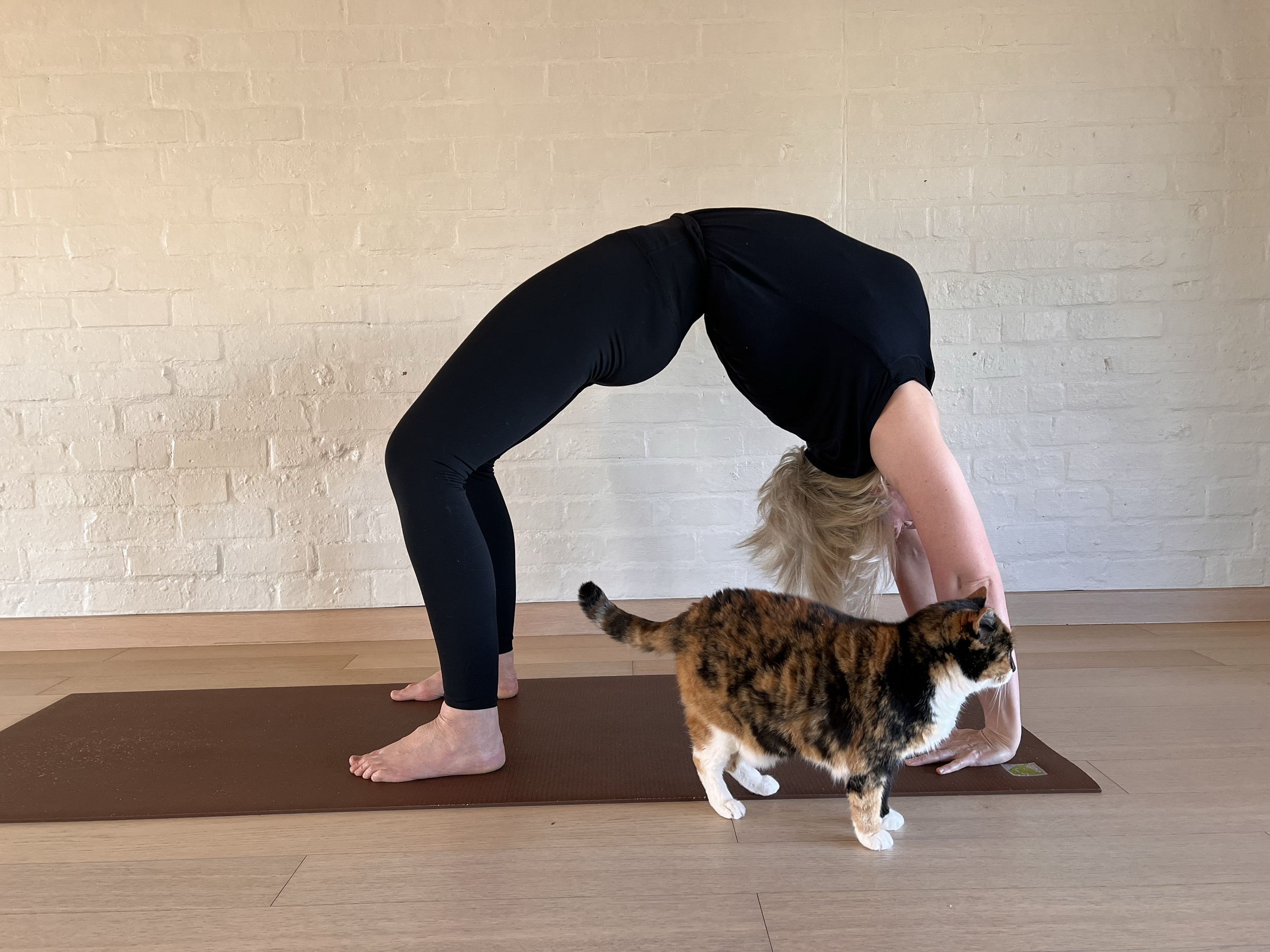 A person practicing yoga in downward dog pose on a yoga mat, with a calico cat walking underneath them, indoors with a brick wall background.