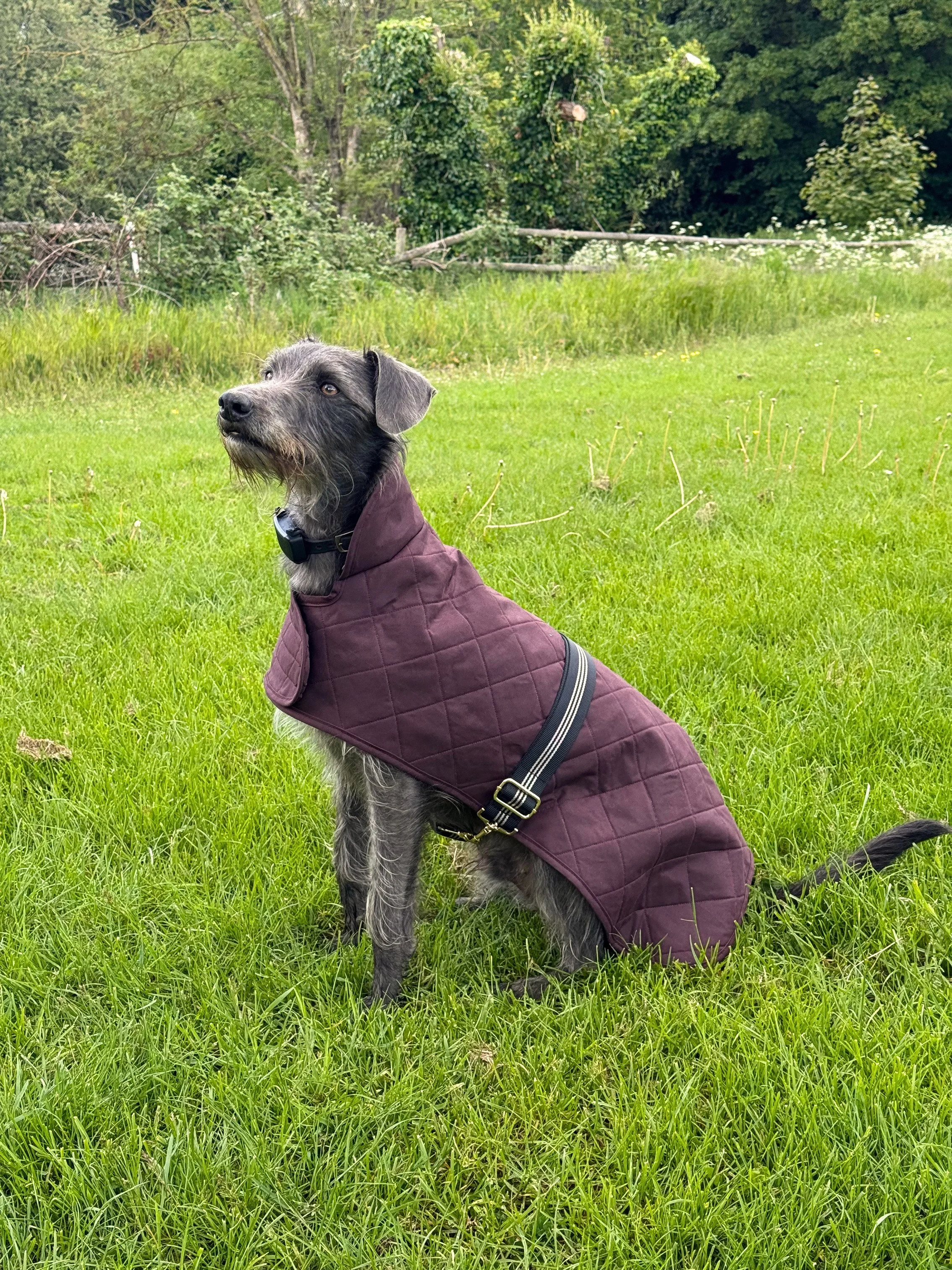 Create a Custom Dog Coat 
