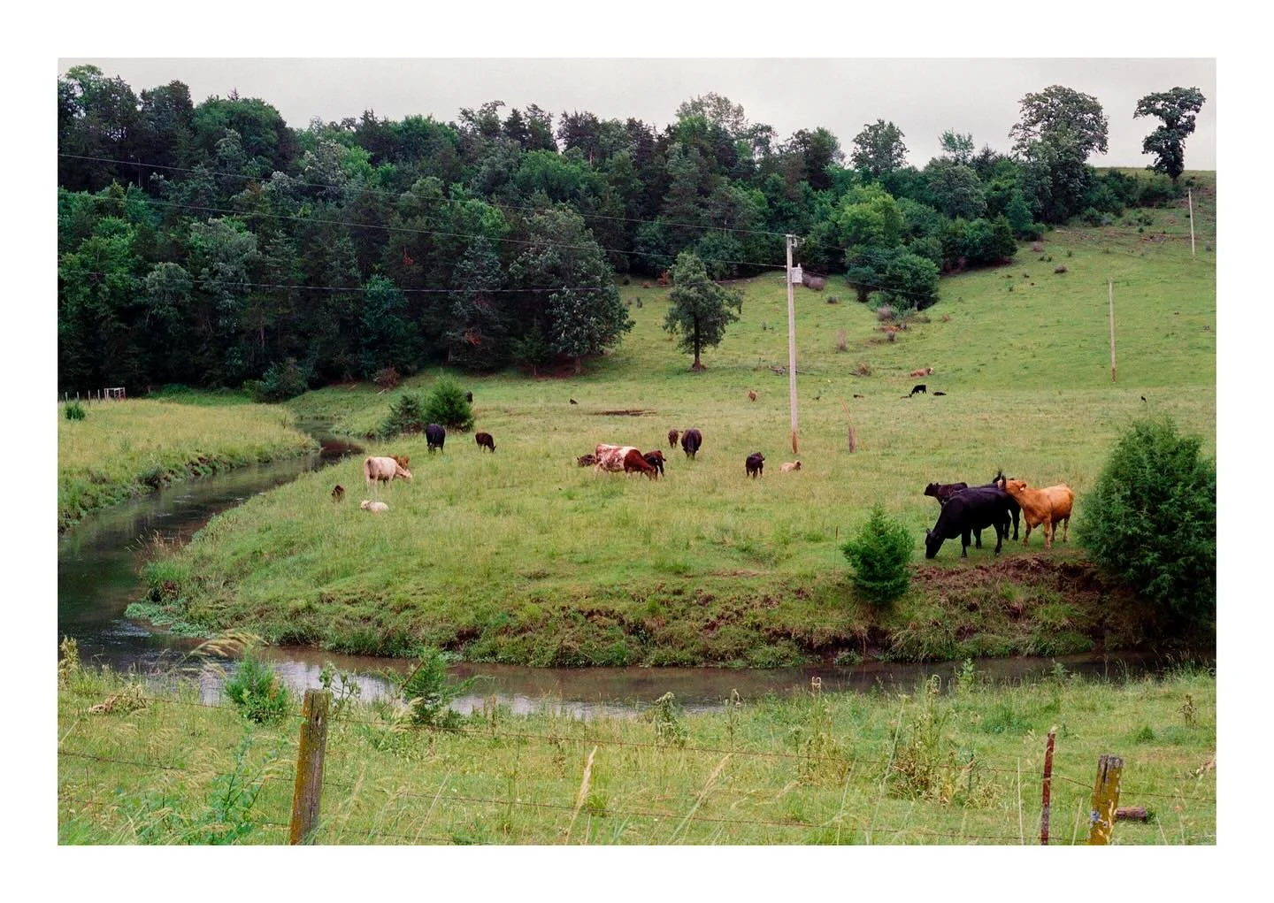 amidst the corn, cows, and golden grain. More summer adventures on Kodak gold

#kodak #grainisgood #kodakprofessional #madewithkodak #kodakgold #nikonf3 #shootfilmmag
