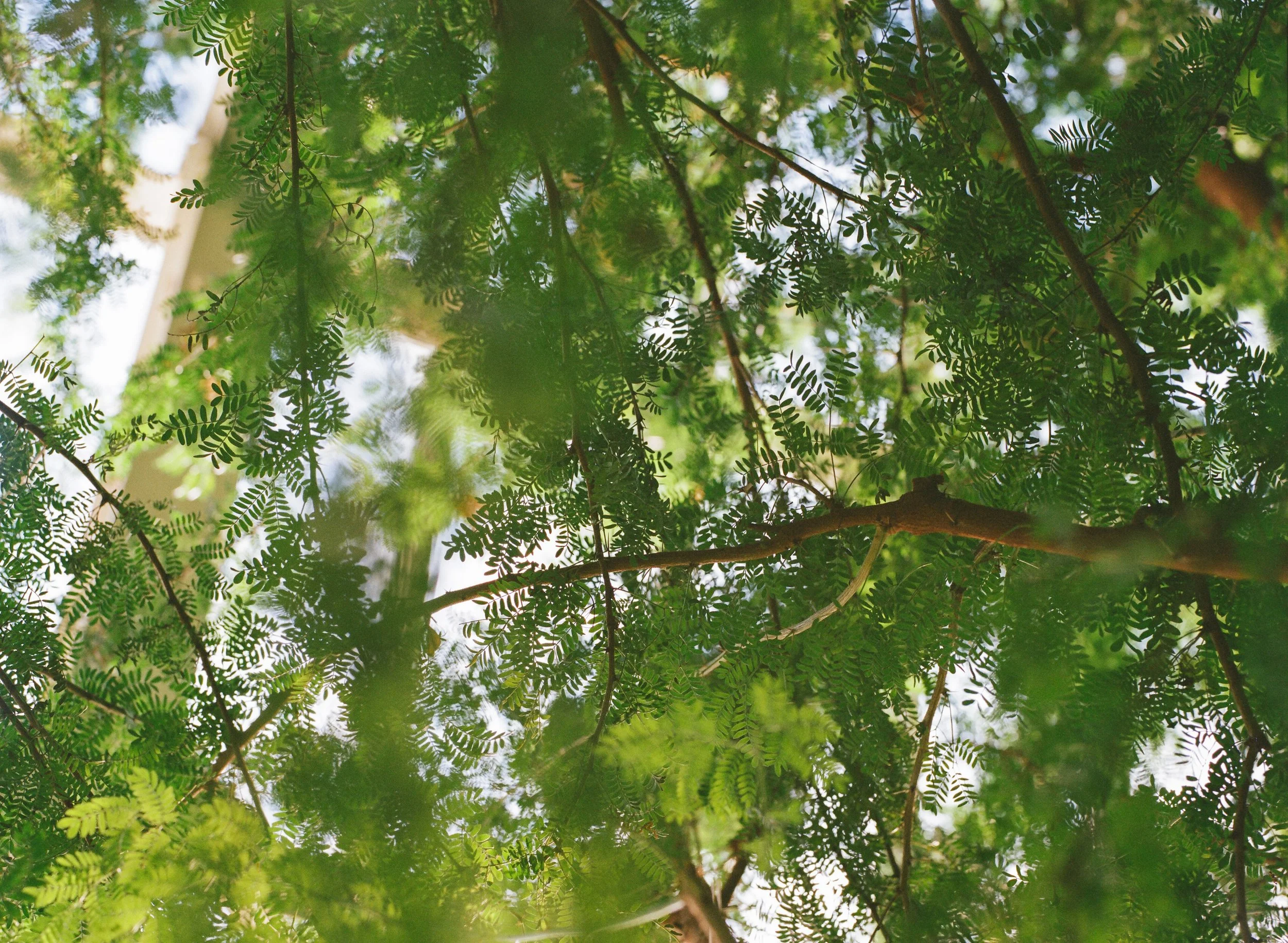 ThroughTrees.jpg