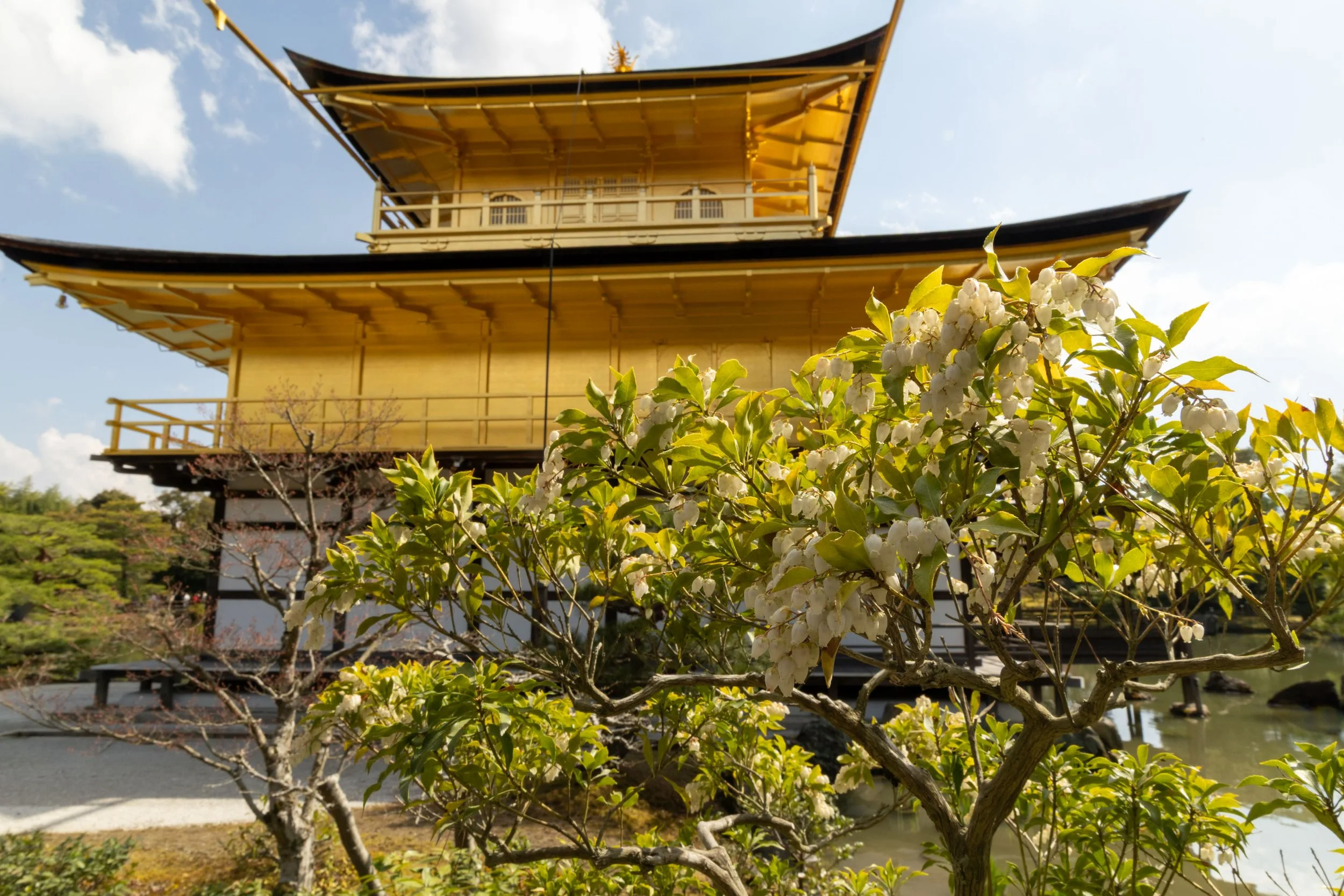 Kyoto - Temples and Cherry Blossoms