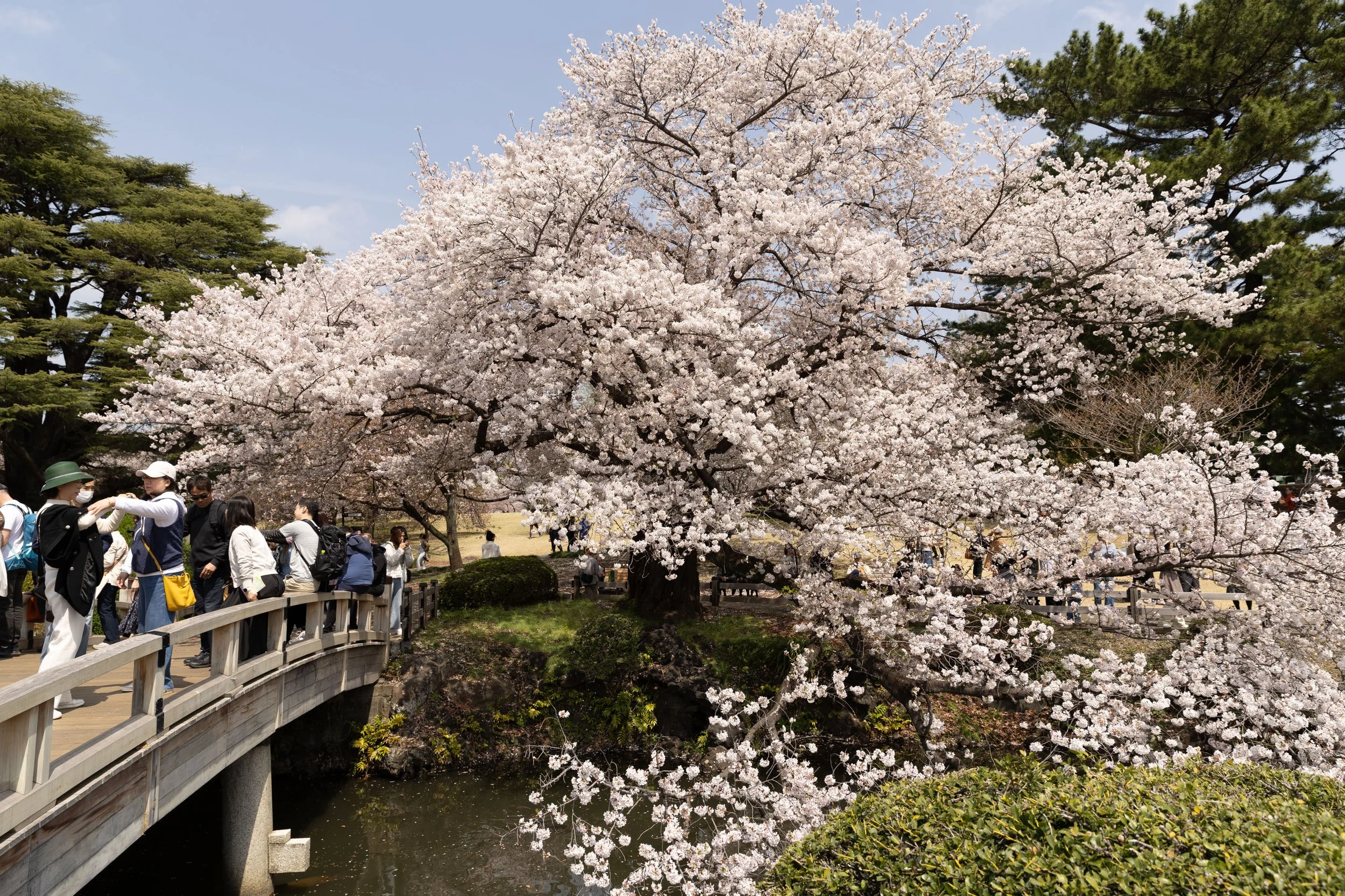 Shinjuku Gyoen National Garden - Tokyo
