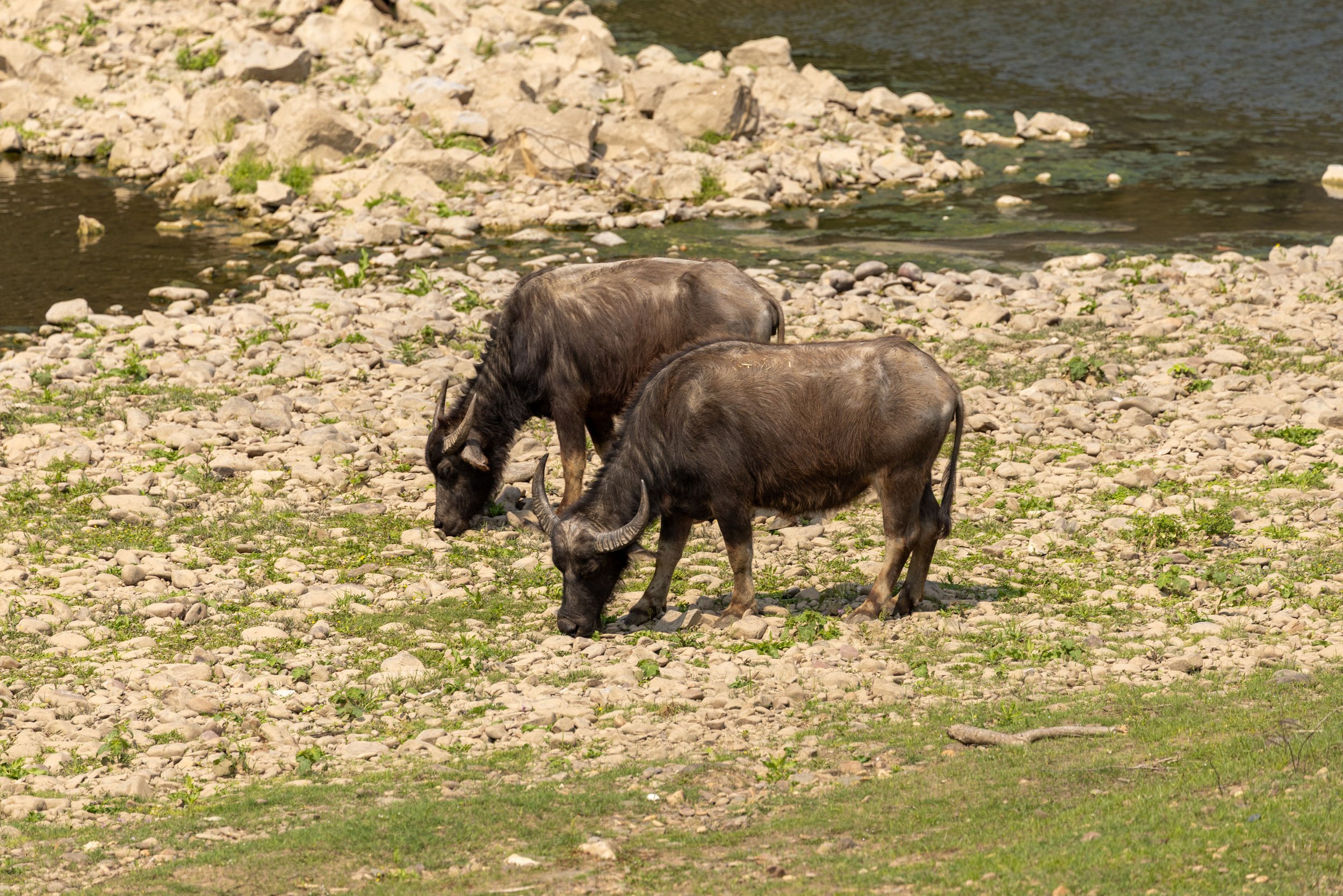Two water buffalo grazing near a rocky riverbank.