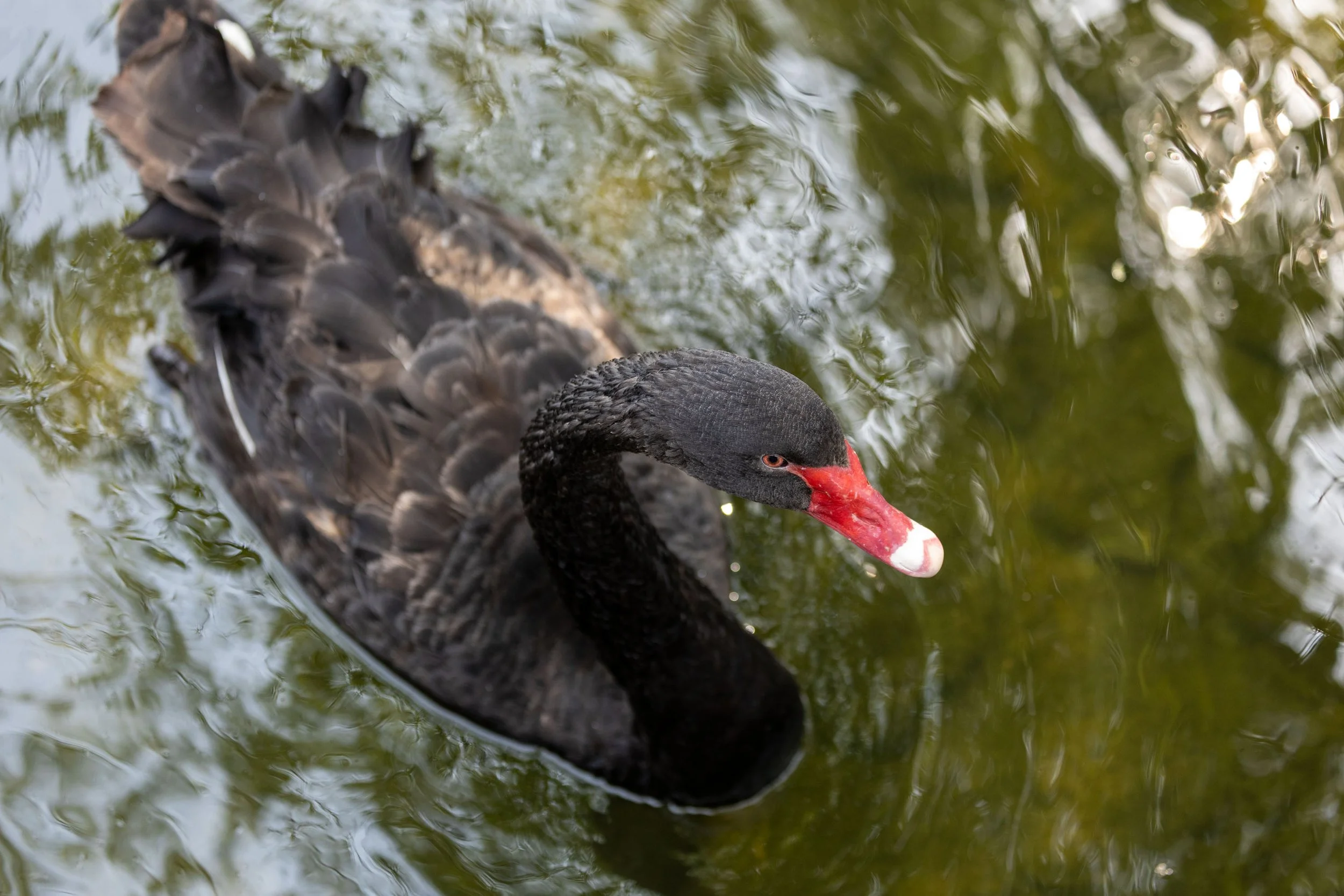 Black swan with red beak swimming in water