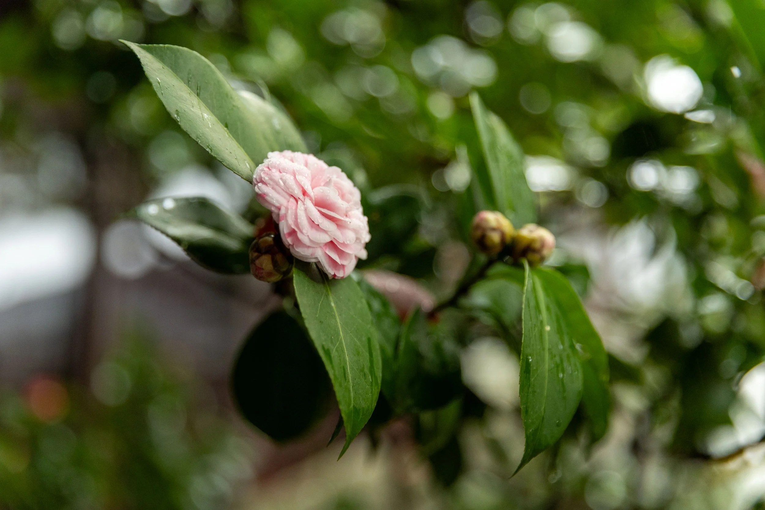 Pink camellia flower with water droplets on a leafy branch.