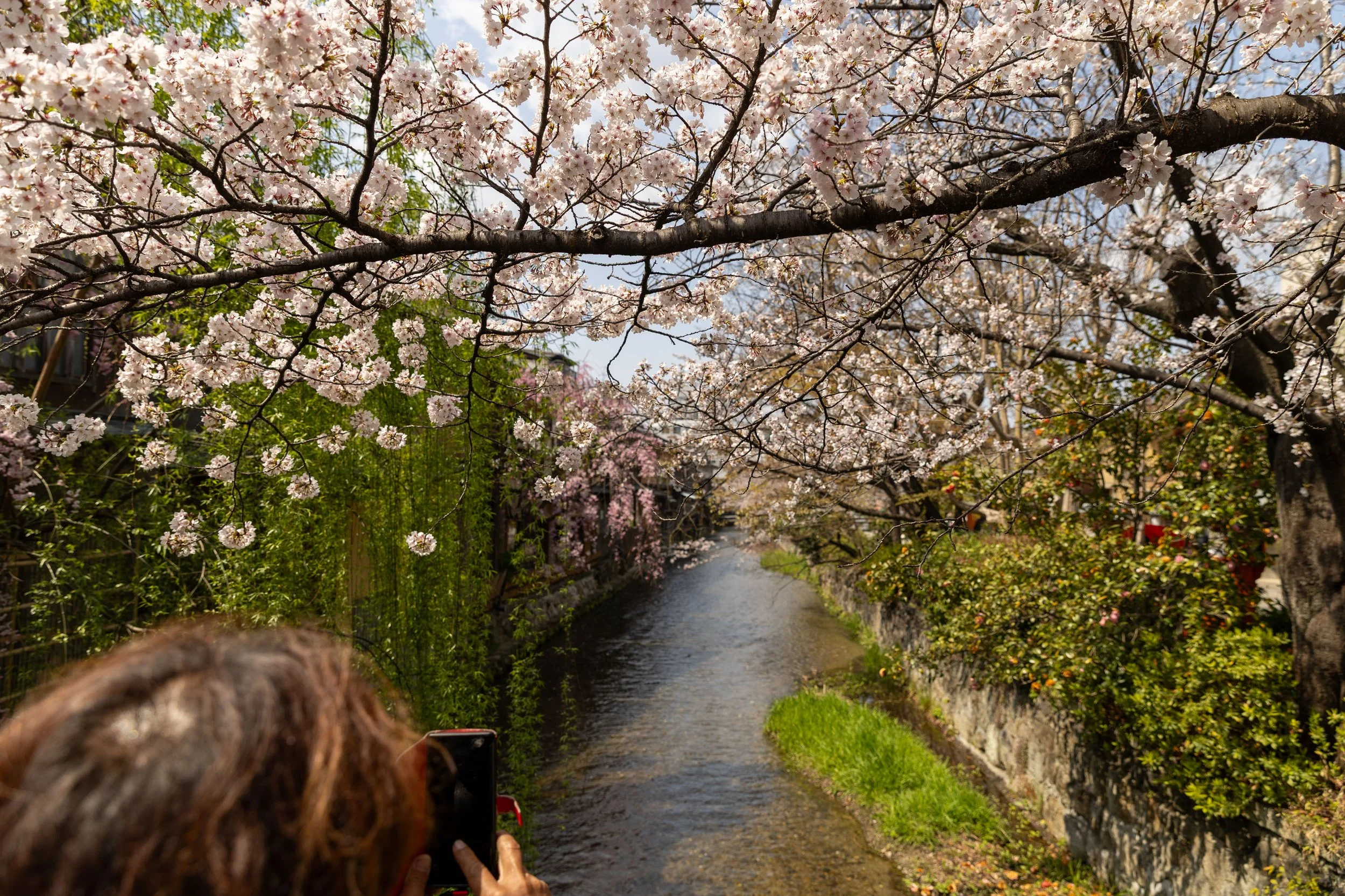 Cherry blossoms over a canal with a person taking a photo.