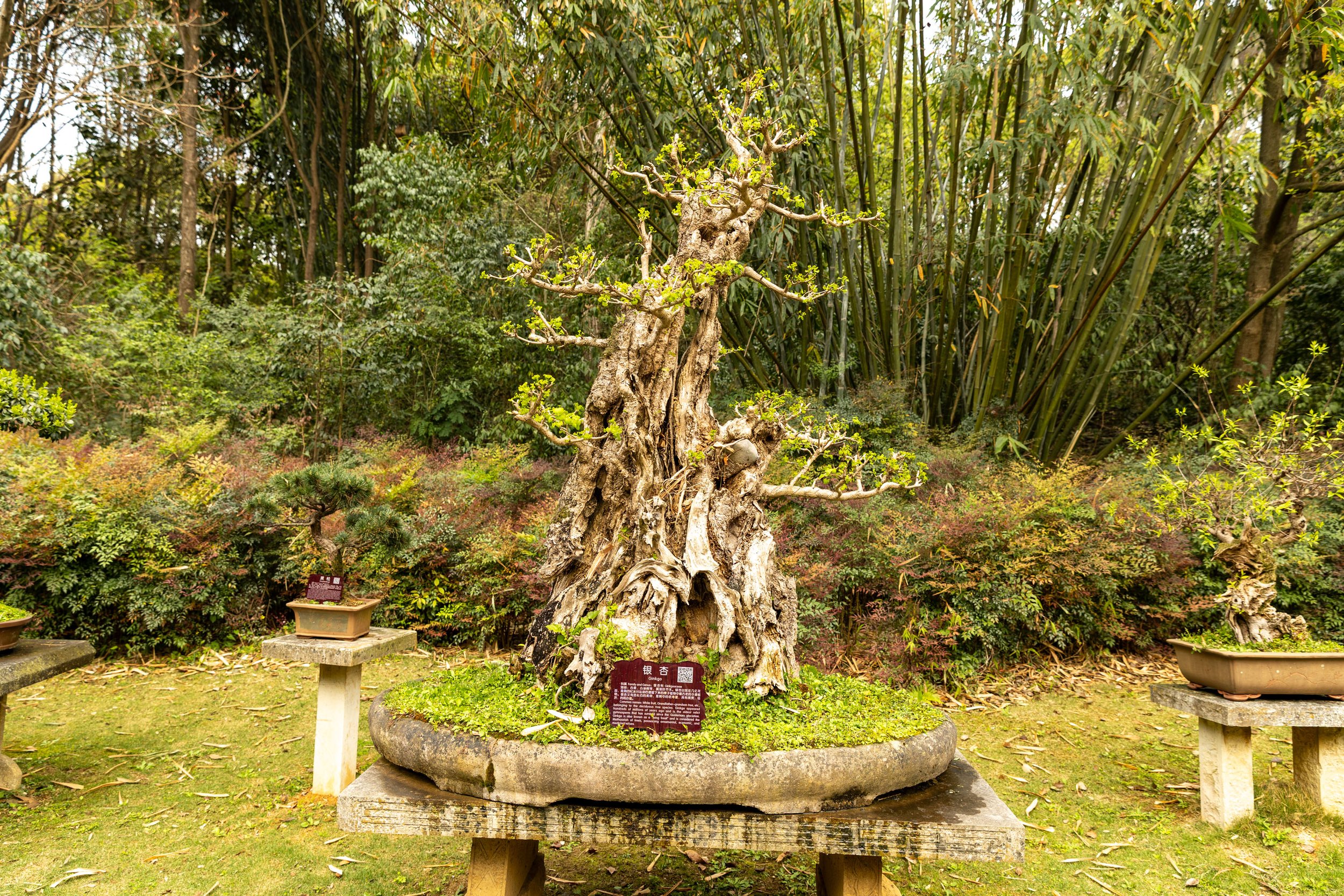 Bonsai tree in a garden setting with surrounding foliage and bamboo.