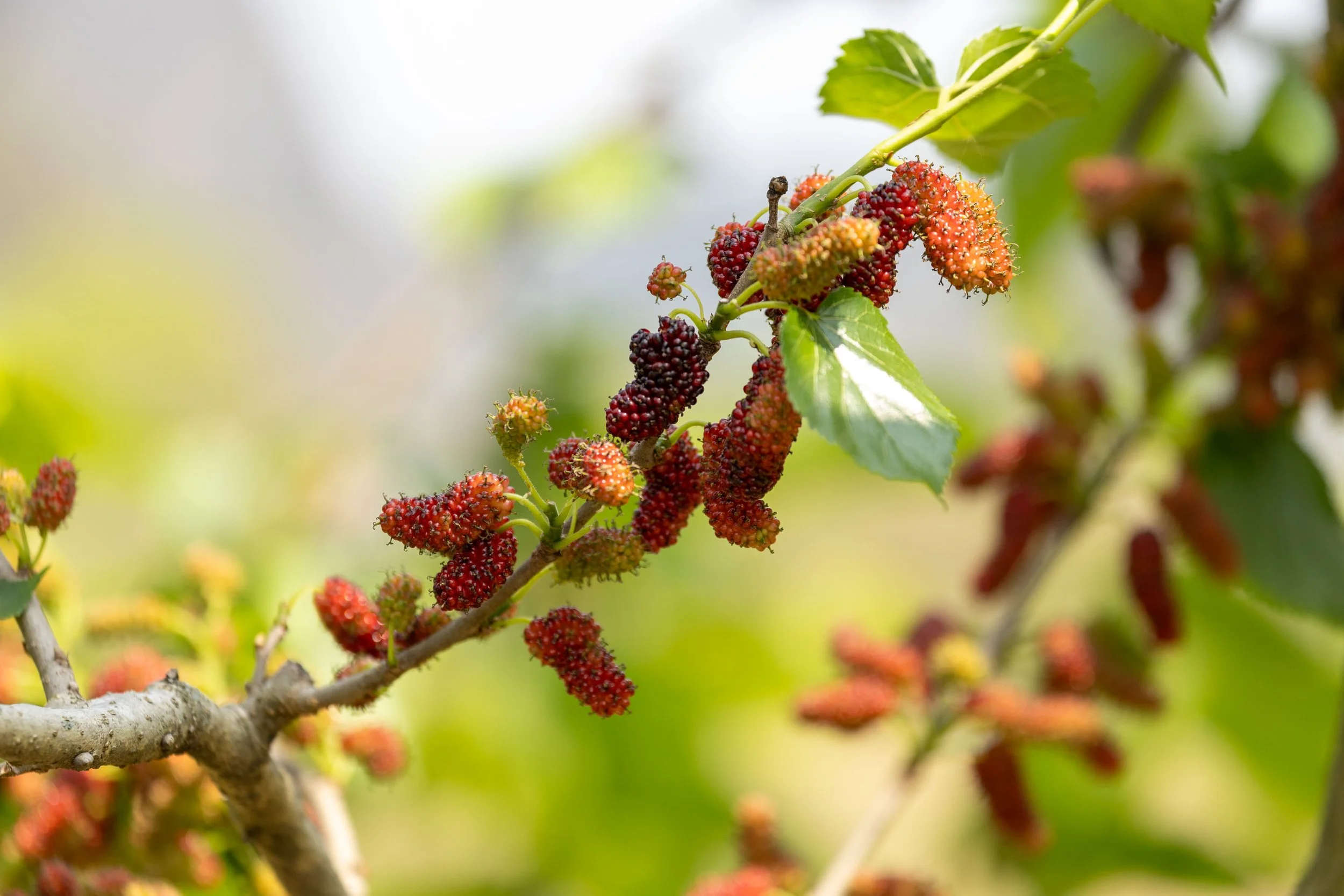 Close-up of mulberries on a branch amid green leaves in a garden setting.