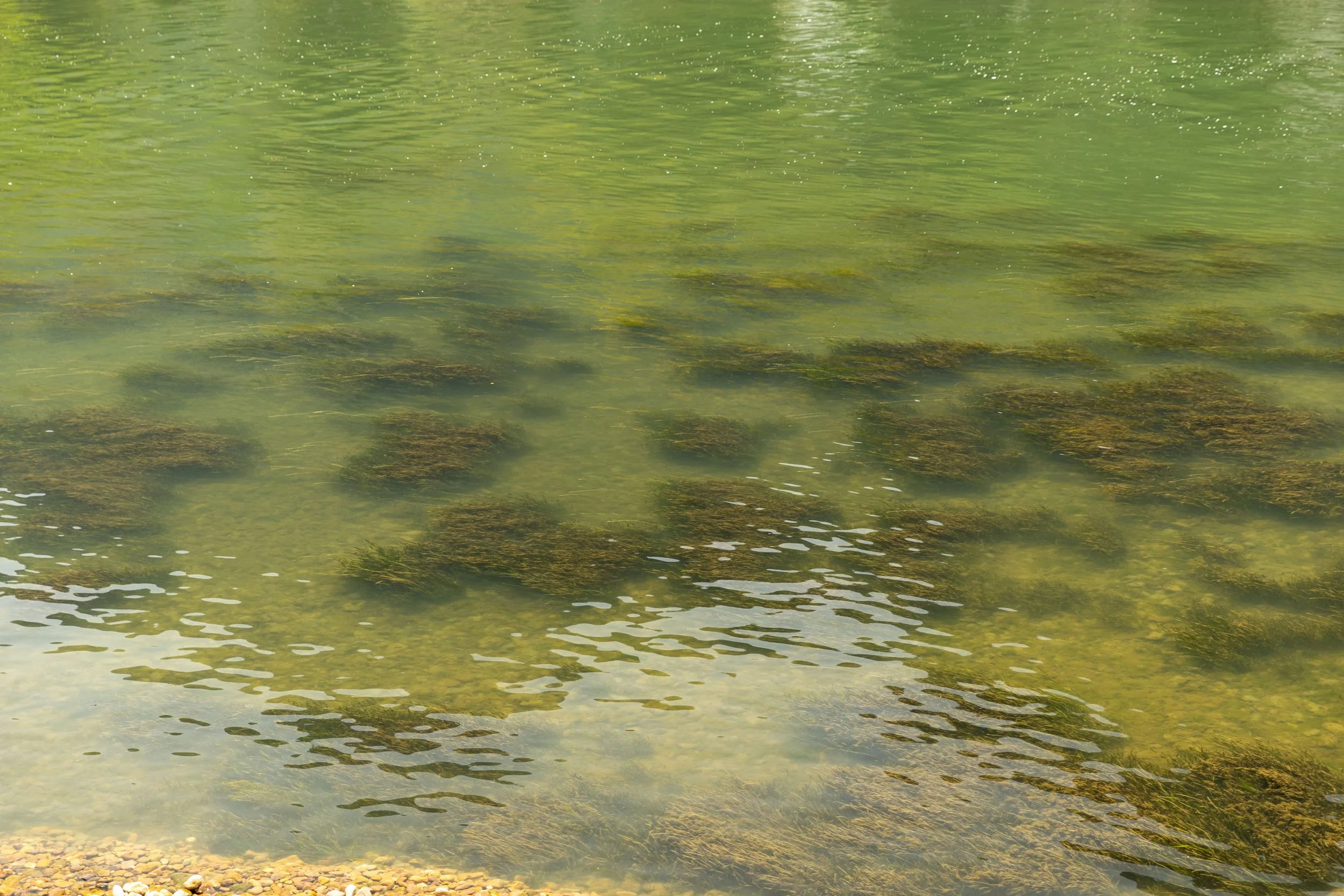 Clear water with visible algae and greenish reflections.