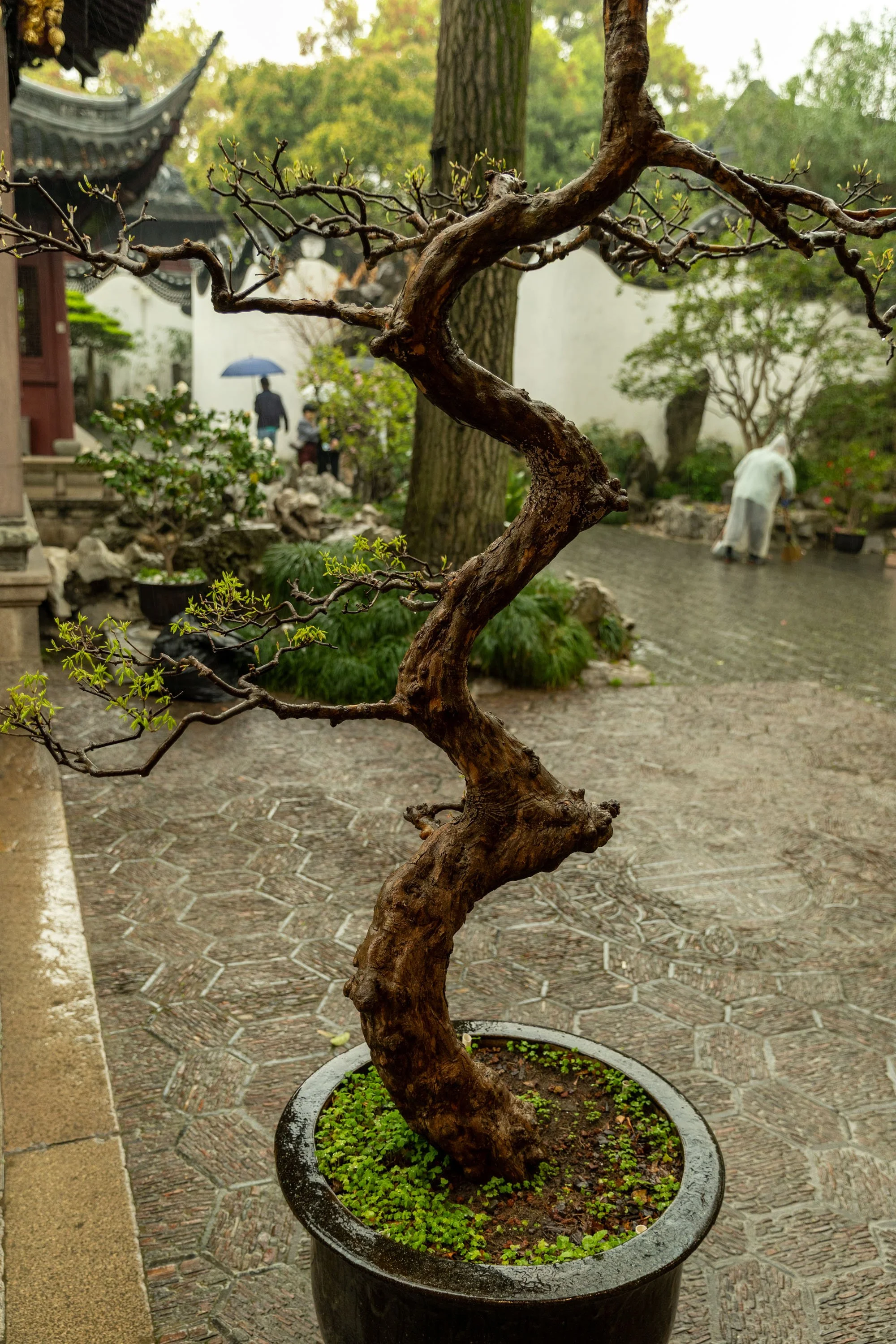 Twisted bonsai tree in a pot in a garden setting with traditional architecture and people carrying umbrellas in the background.