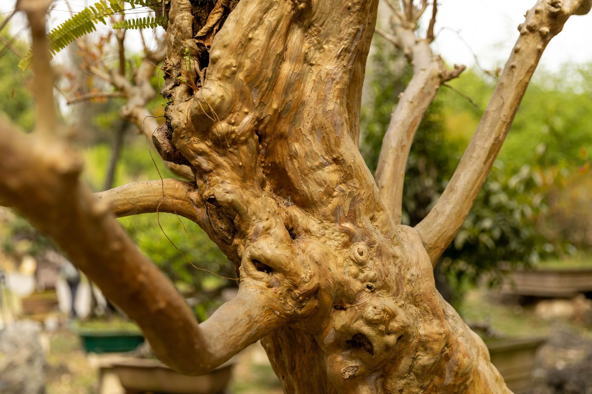 Close-up of a gnarled tree trunk in a garden