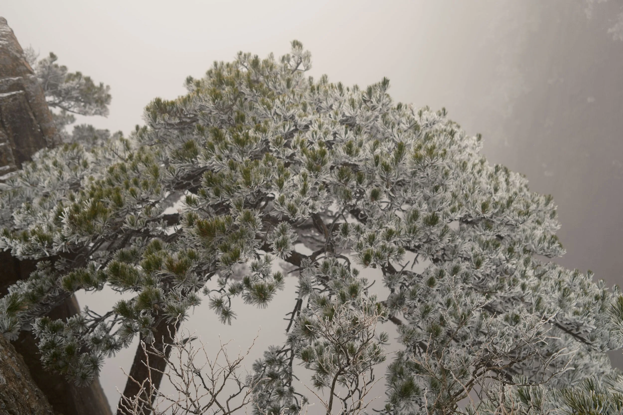 Frost-covered pine tree in misty landscape