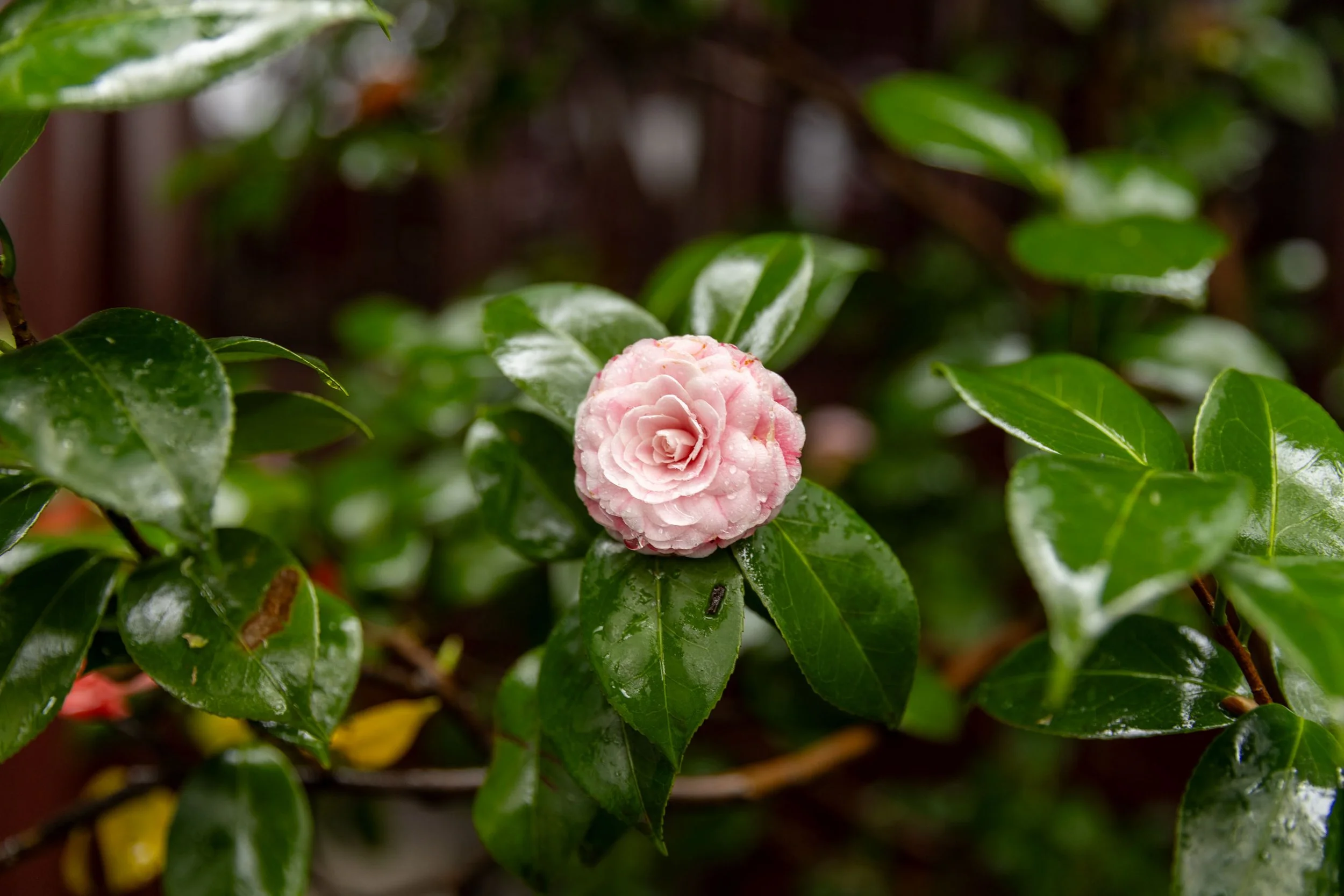 A pink camellia flower with raindrops on its petals, surrounded by glossy green leaves.