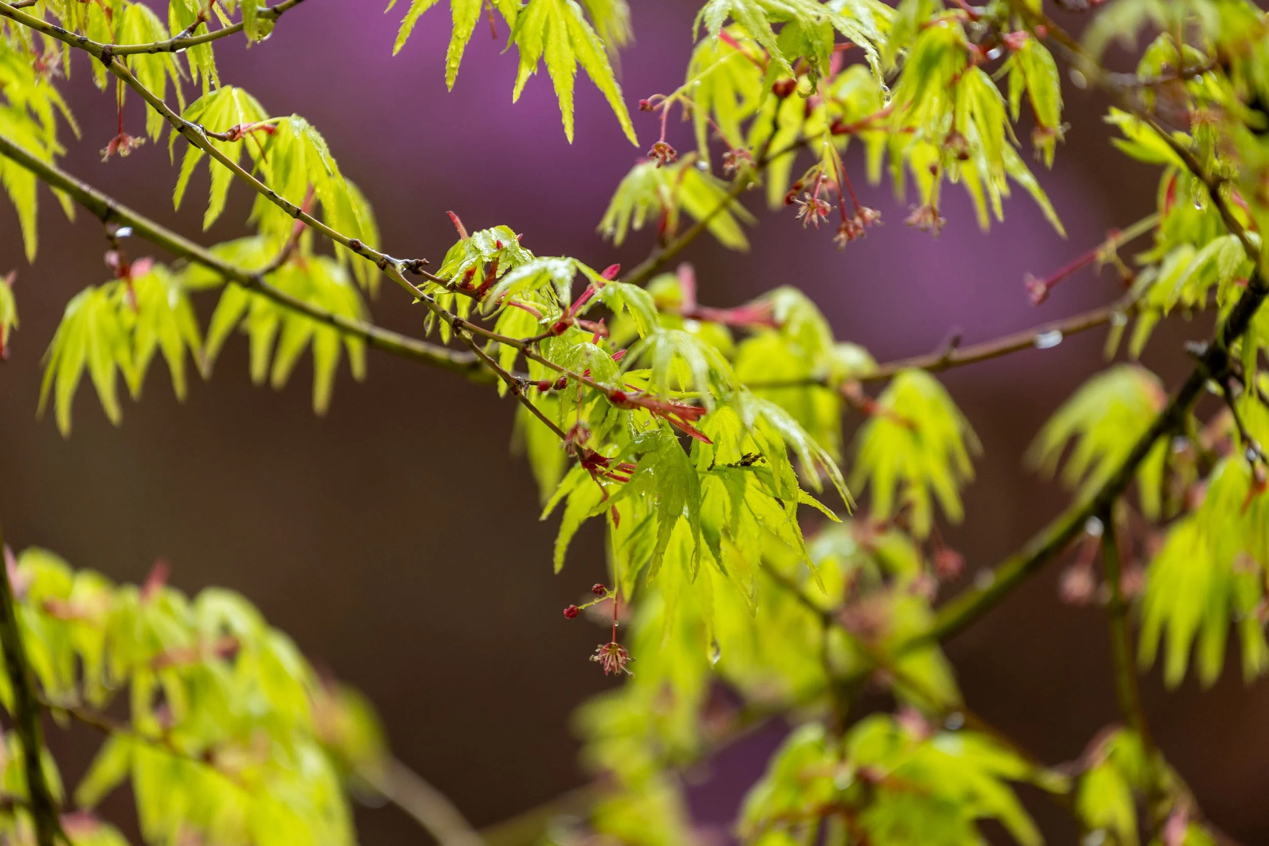 Close-up of maple branches with bright green leaves and red buds against a blurred purple background.