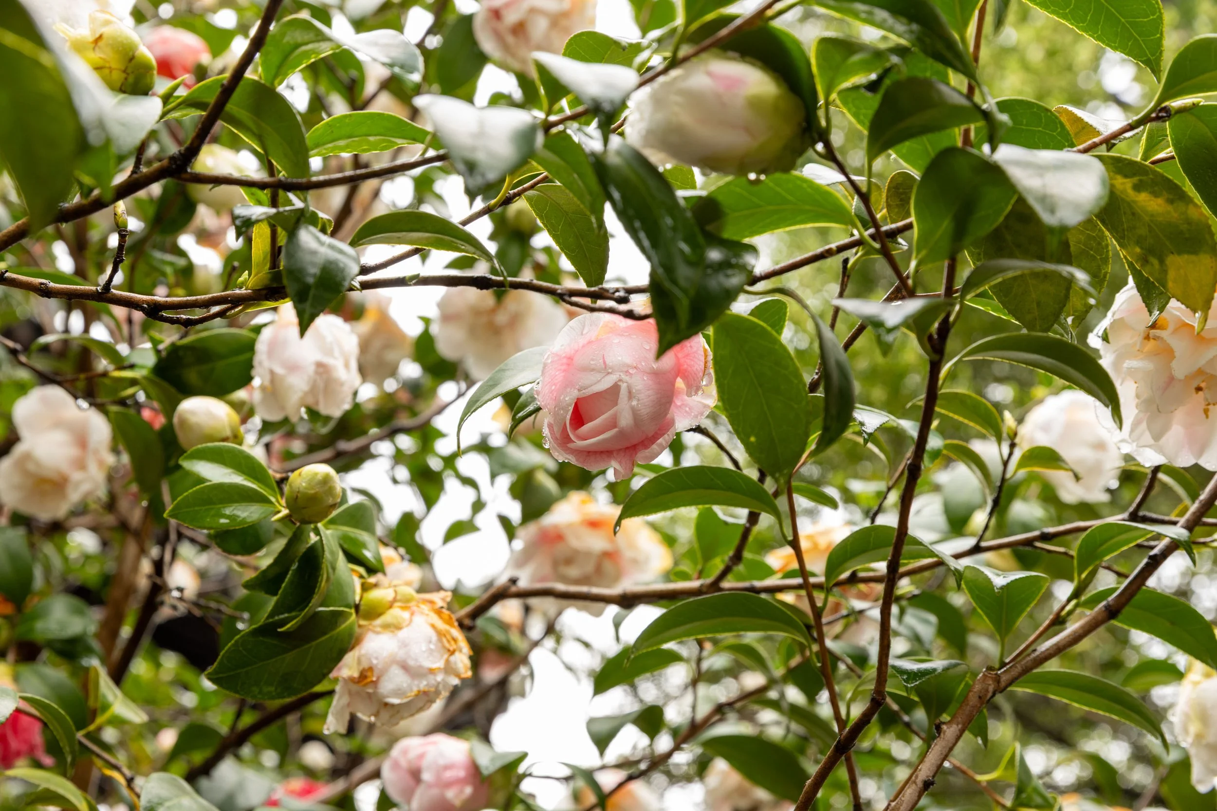 Camellia flowers with pink and white petals on a tree with green leaves.