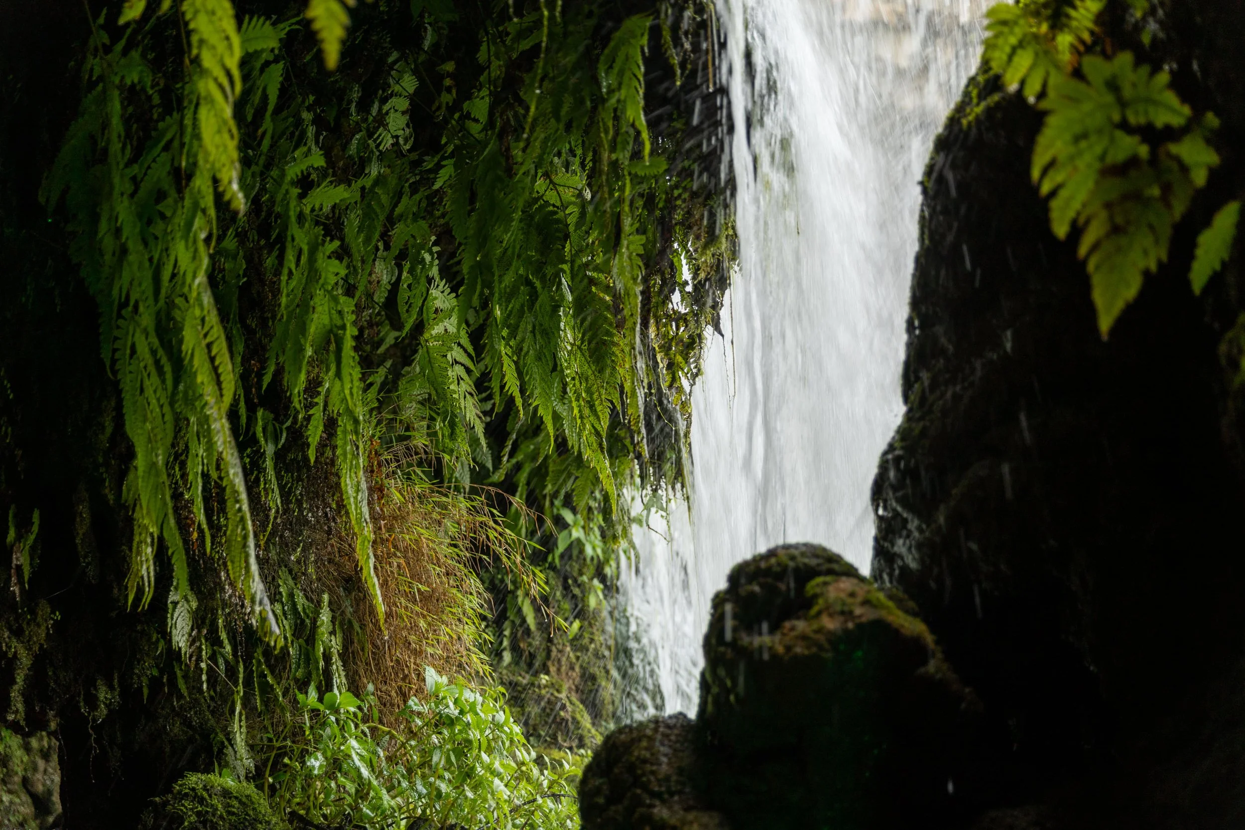 Lush greenery with cascading waterfall in a natural setting