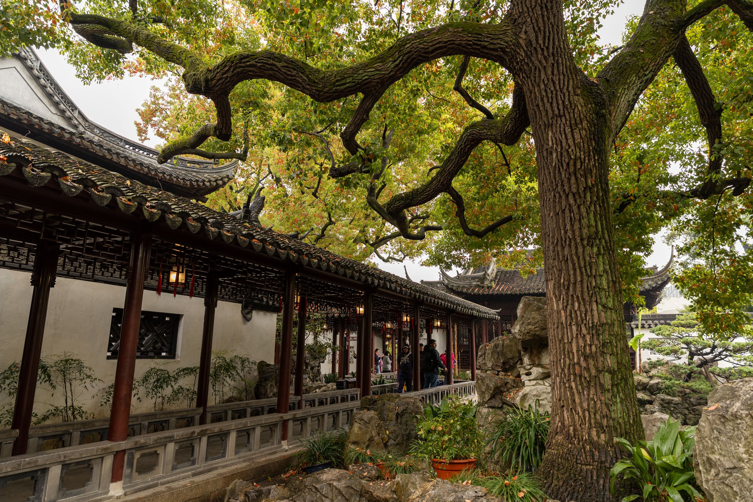 A traditional Chinese garden with a large tree, intricately carved wooden pavilion, decorative rocks, and lush greenery.