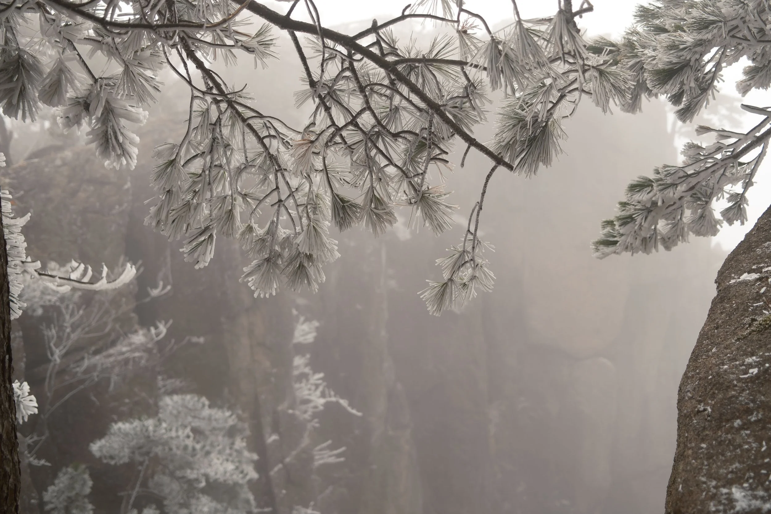Frost-covered pine branches in a foggy forest setting.