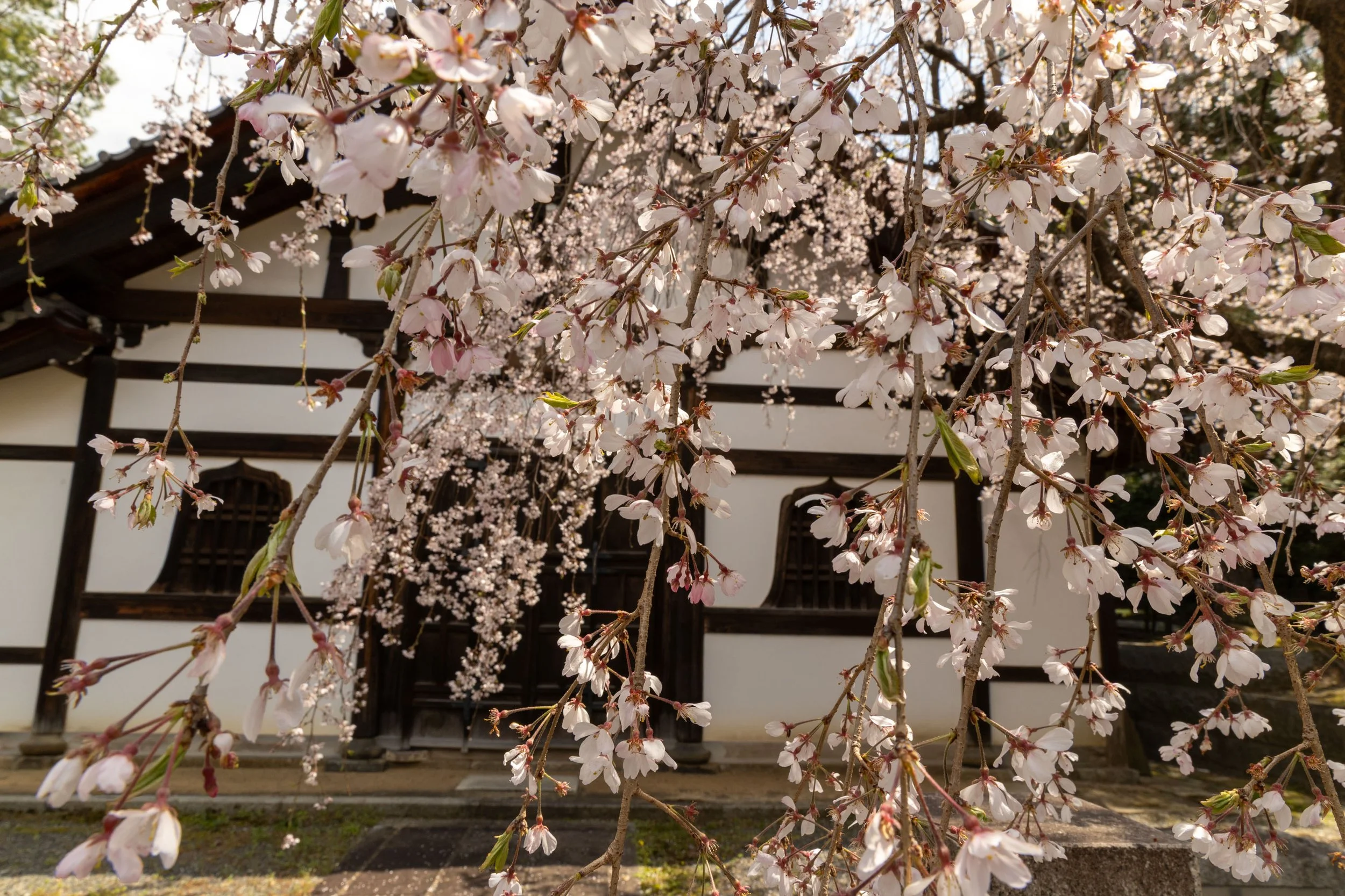 Cherry blossoms in front of a traditional Japanese building.