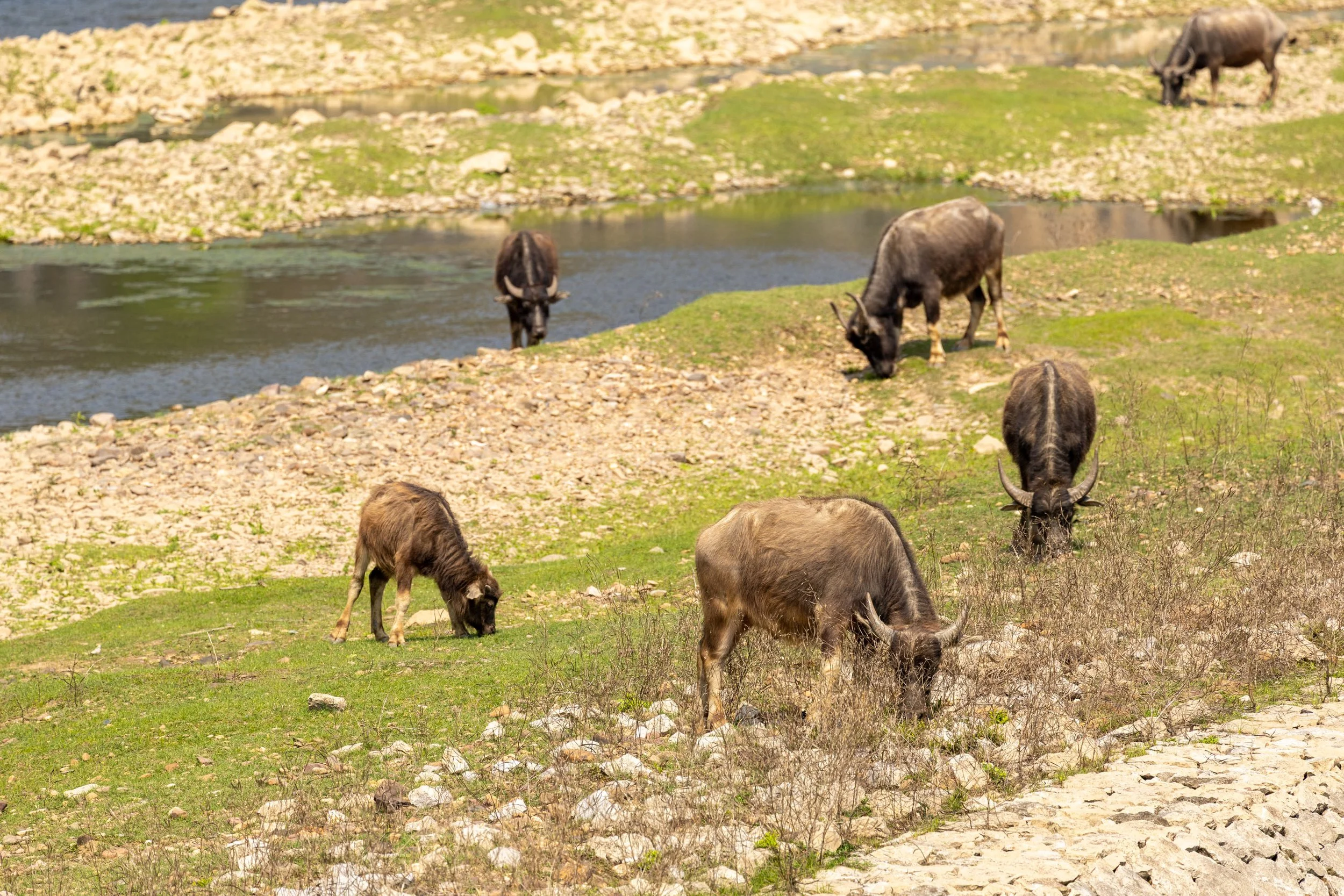 Buffaloes grazing near a rocky riverbank with patches of green grass.