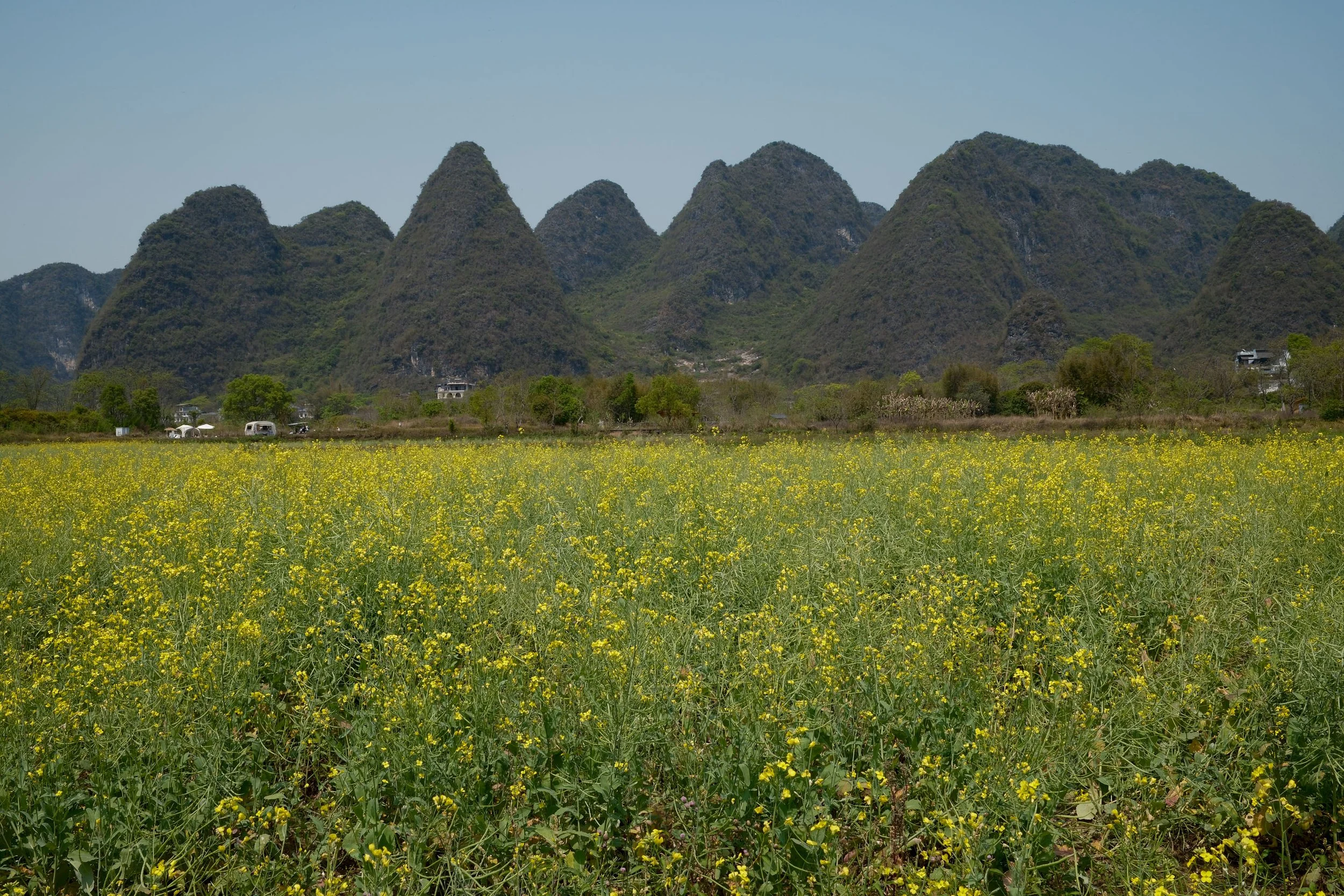 Field of yellow flowers with mountain range in the background under a clear blue sky