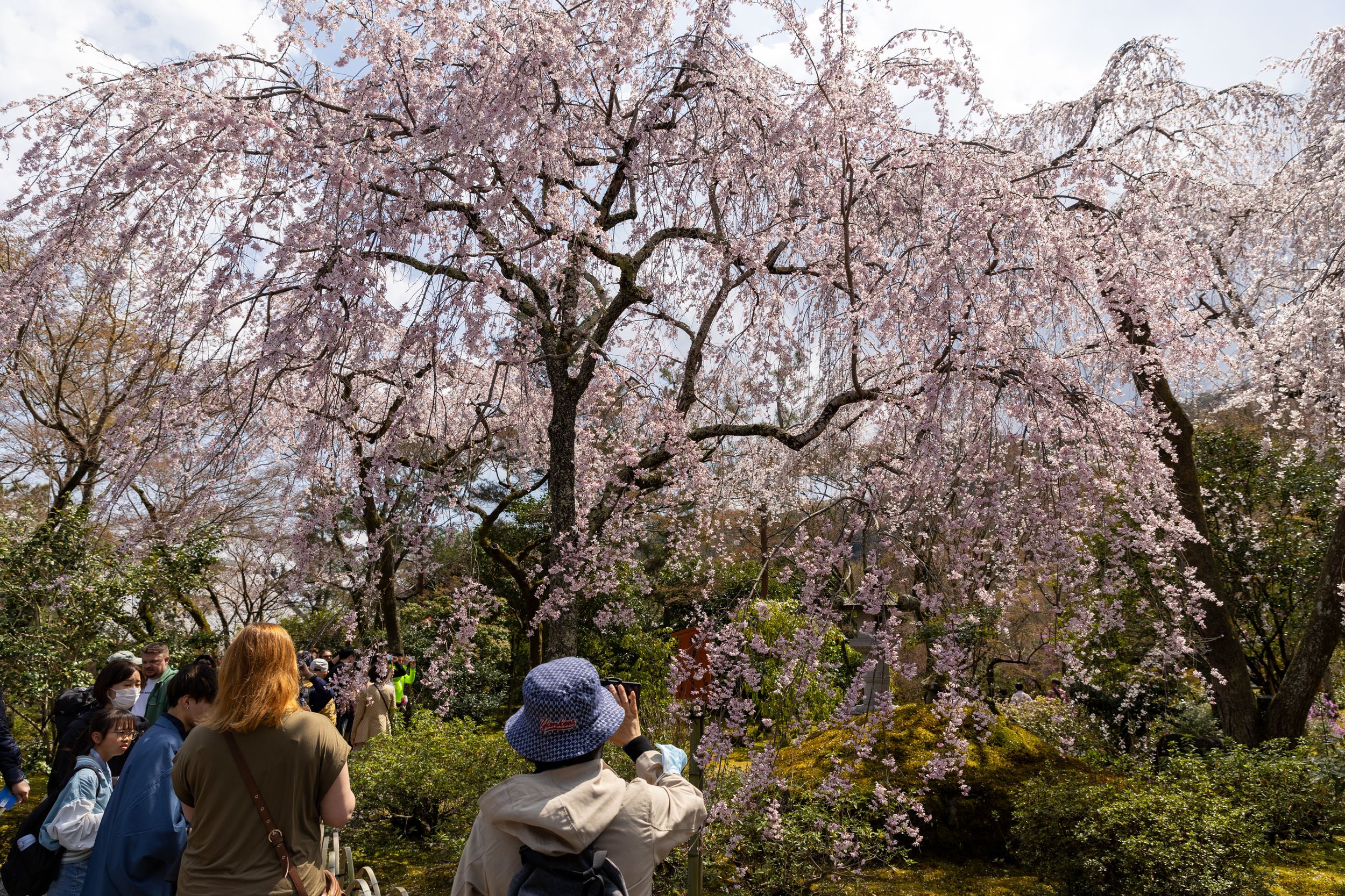 Group of people photographing blooming cherry blossom trees in a park.