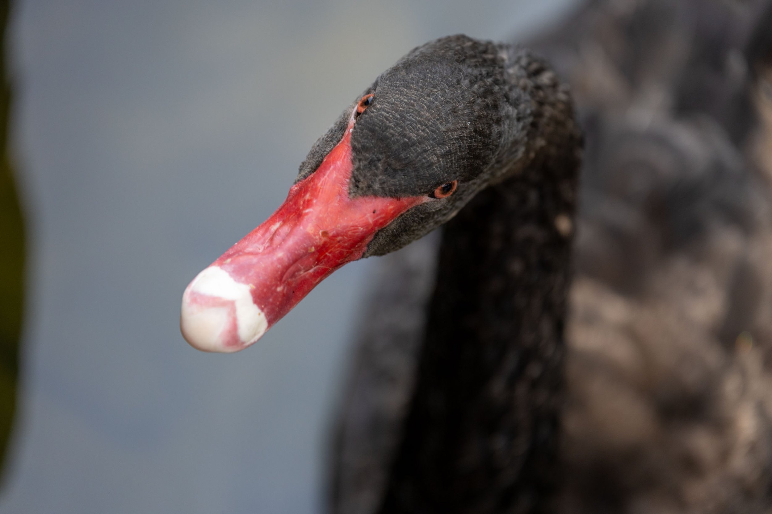 Close-up of a black swan with a red and white beak.