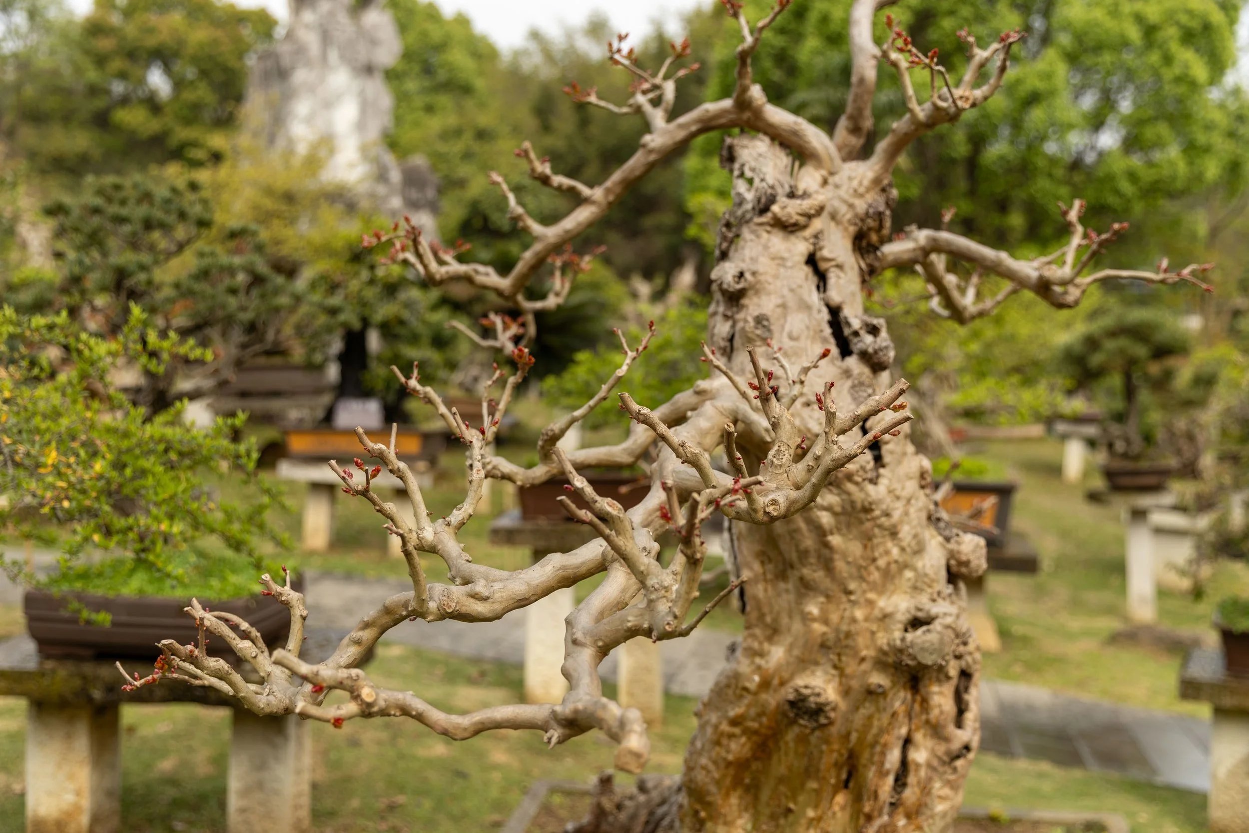 Close-up view of a bonsai tree with bare branches and emerging buds, set in a garden with other potted plants and greenery.